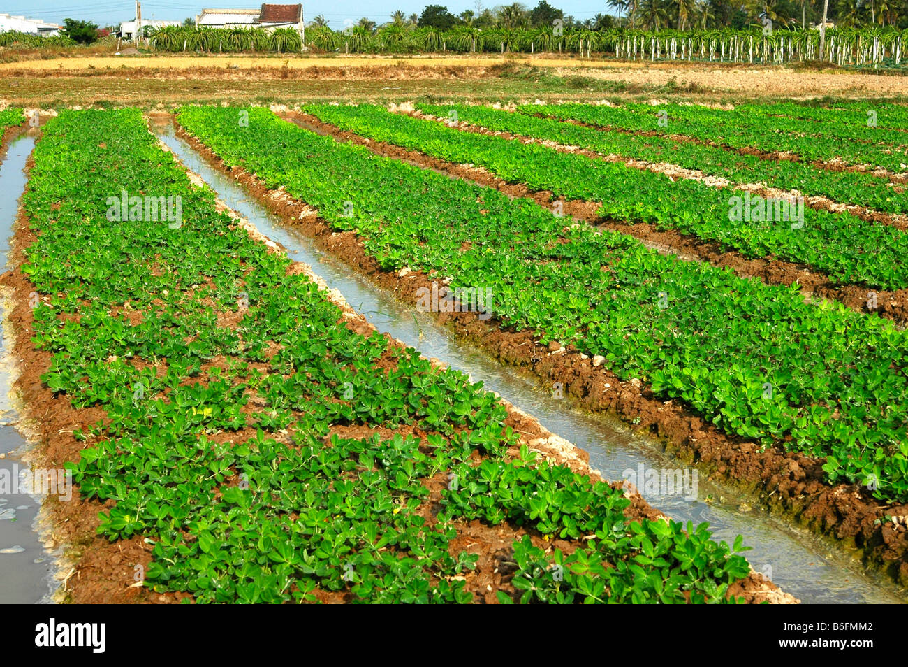 Irrigation field construction, Phan Thiet, Vietnam, South East Asia