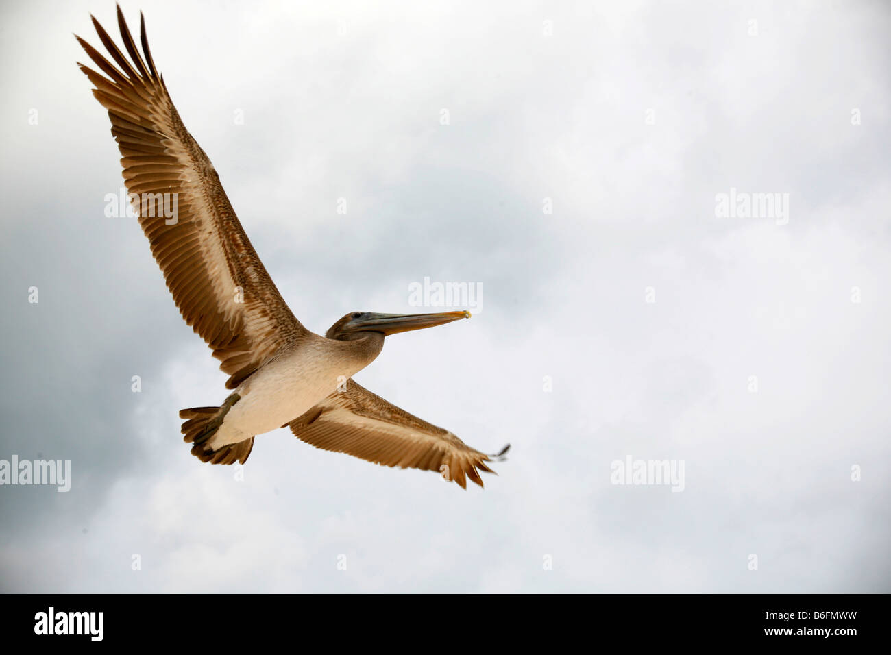 Pelican (Pelecanus), Dominican Republic, Caribbean Stock Photo