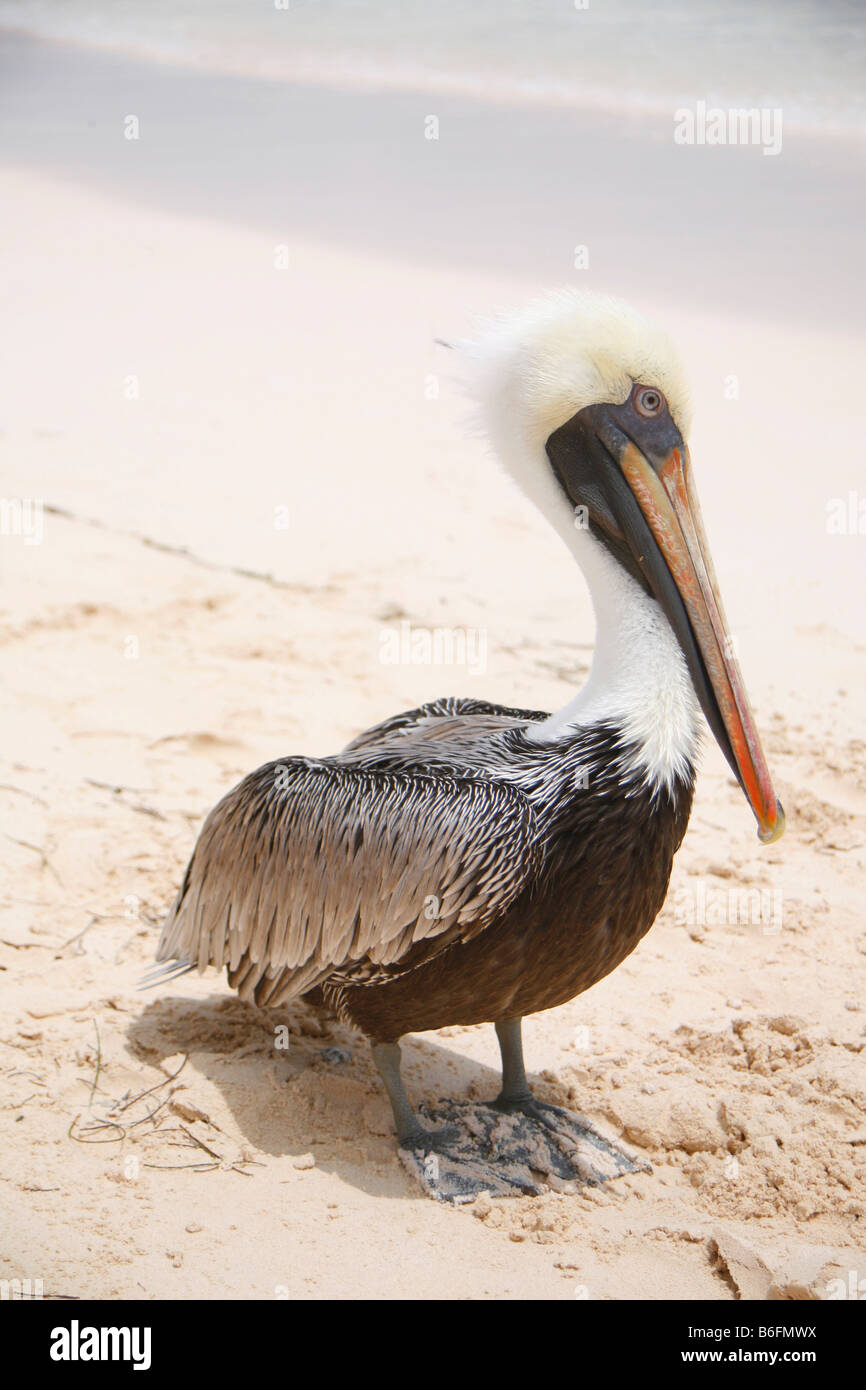 Pelican (Pelecanus) on a beach, Dominican Republic, Caribbean Stock Photo