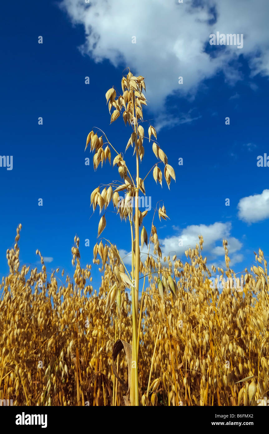 Ripe Oats (Avena) and blue sky, oat field, Upper Bavaria, Bavaria, Germany, Europe Stock Photo