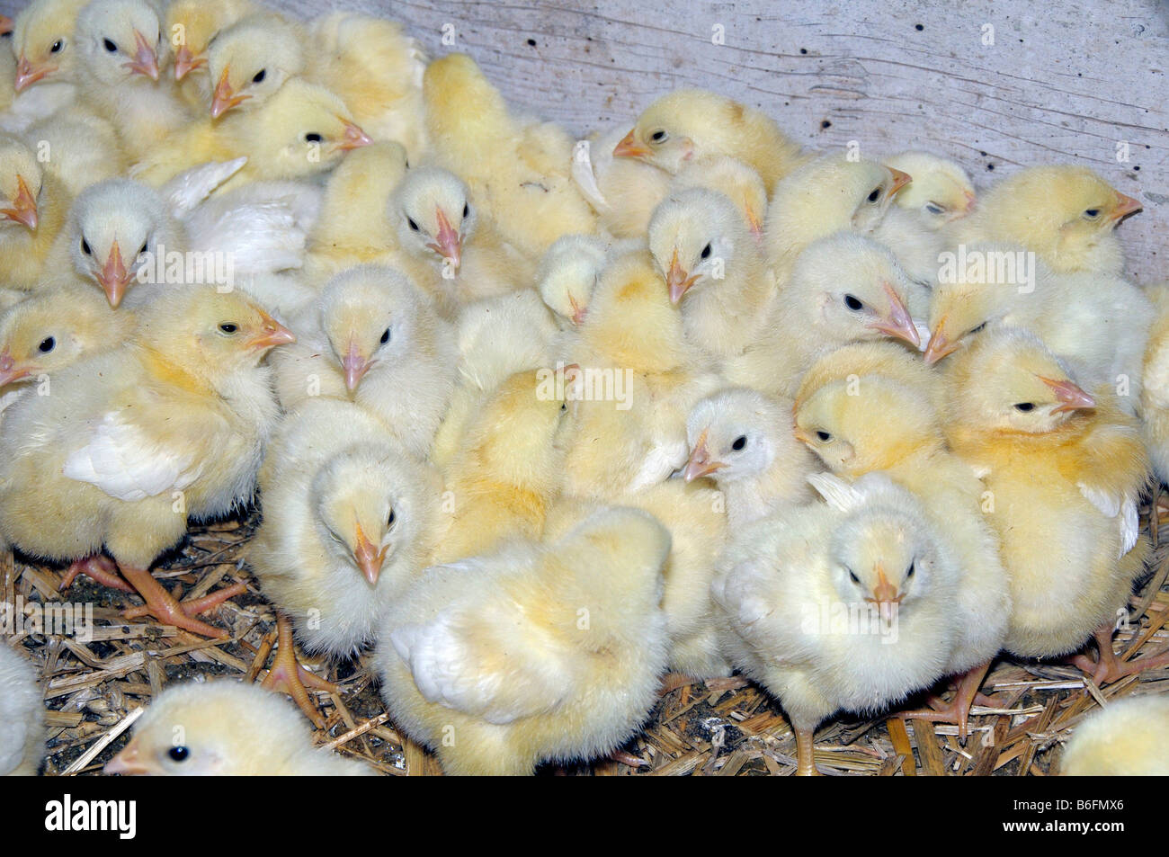 Chicks in a pen, Upper Bavaria, Germany, Europe Stock Photo