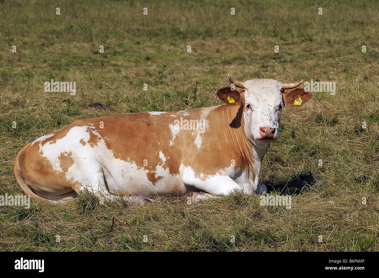 Cow lying down hi-res stock photography and images - Alamy