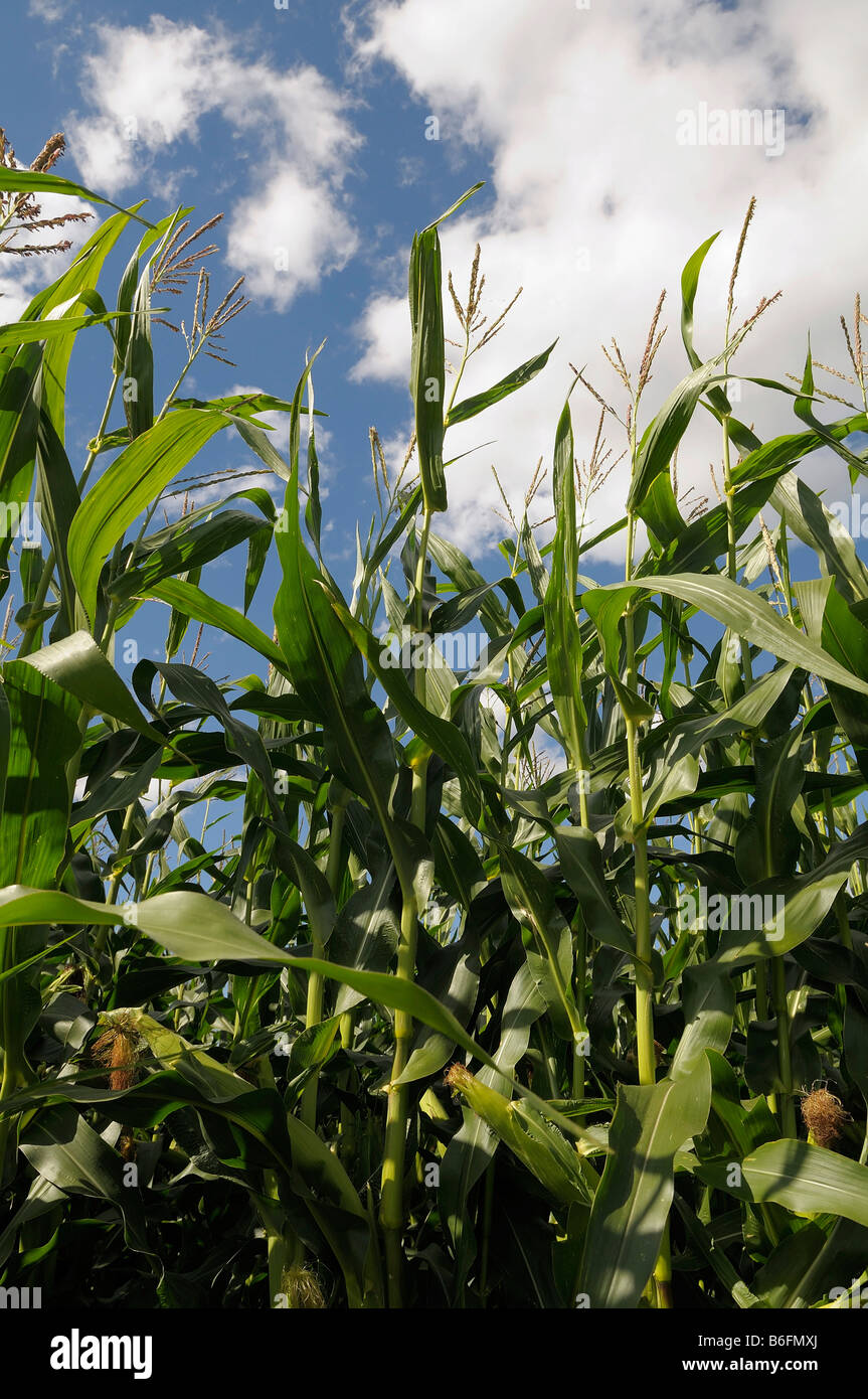 Maize (Zea mays), field under a blue sky, Upper Bavaria, Germany, Europe Stock Photo