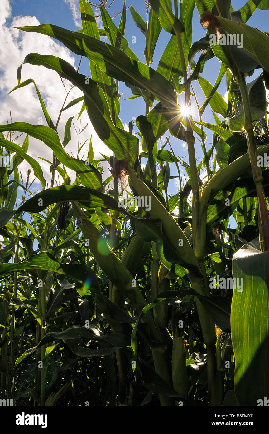 Corn (Zea mays), corn field with blue sky, corn plants backlit, Upper Bavaria, Bavaria, Germany, Europe Stock Photo