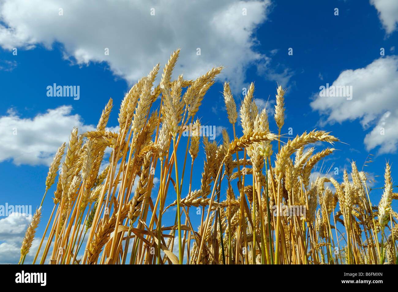 Ripe Wheat (Triticum aestivum), wheat ears and blue sky, Upper Bavaria, Bavaria, Germany, Europe Stock Photo