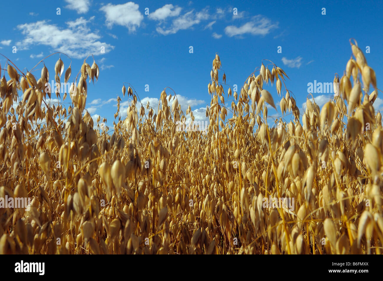 Ripe Oats (Avena) and blue sky, oat field, Upper Bavaria, Bavaria, Germany, Europe Stock Photo