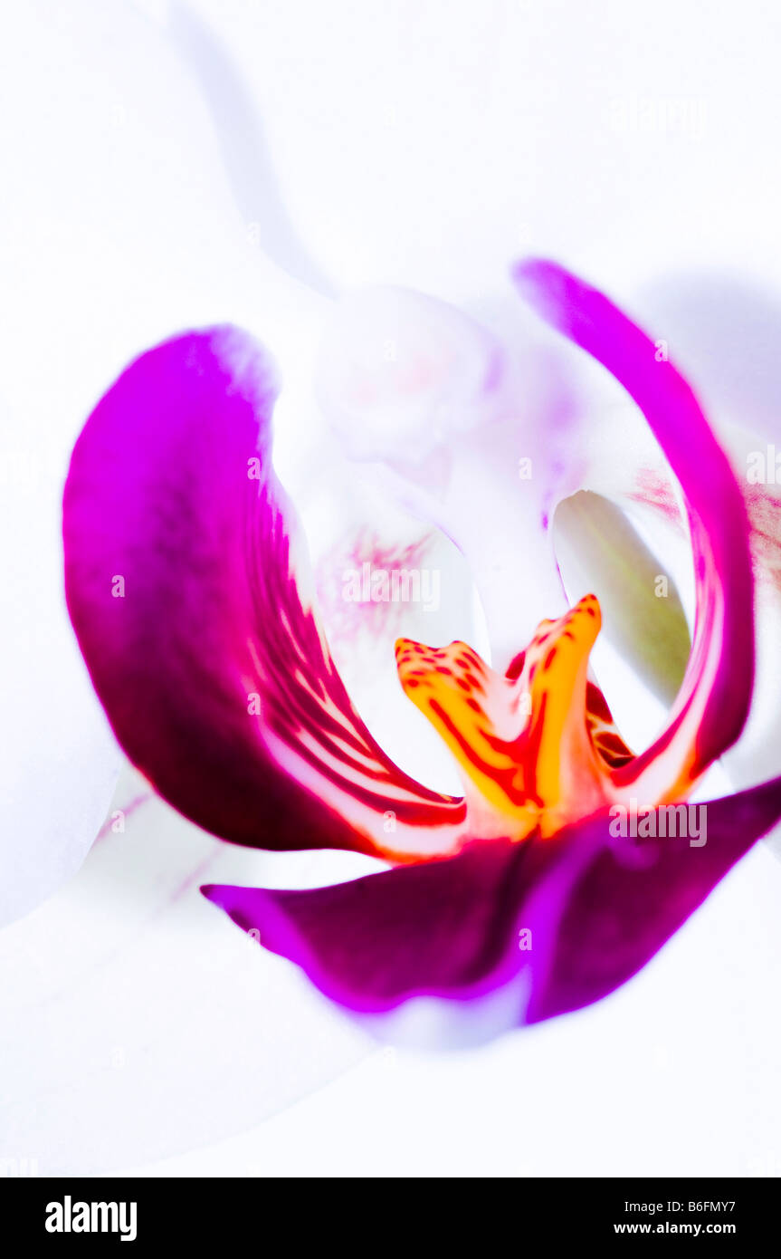 Orchid, blossom Stock Photo