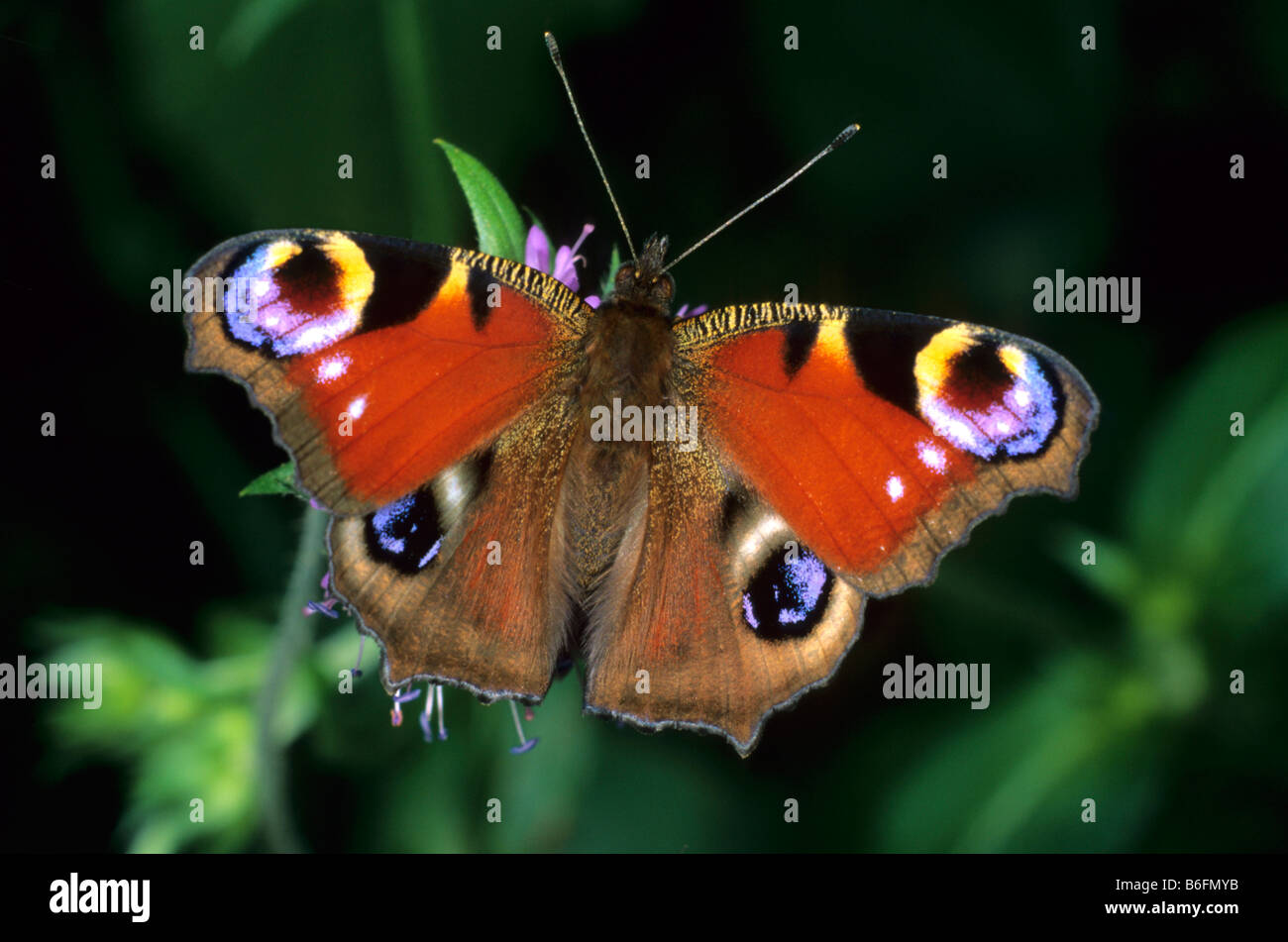 Peacock Butterfly (Inachis io) drinking nectar Stock Photo