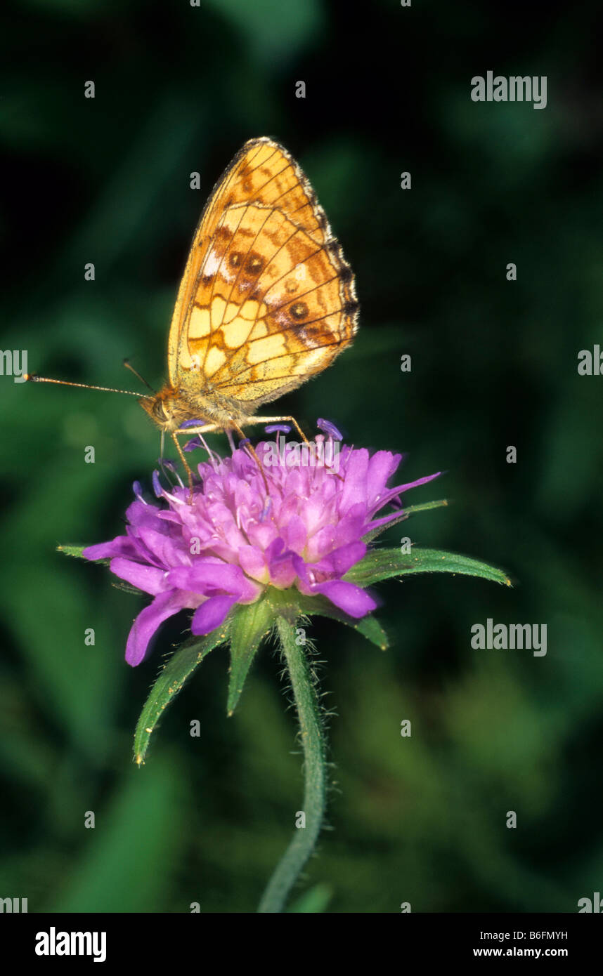 Marbled Fritillary (Brenthis daphne) drinking nectar from a Wood Scabious (Knautia dipsacifolia) Stock Photo