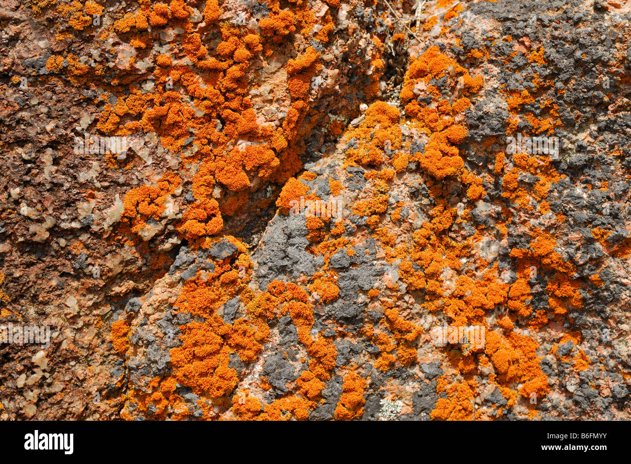 Orange colored lichen on rocks in Sleepy Bay, Peninsula, Tasmania, Australia Stock