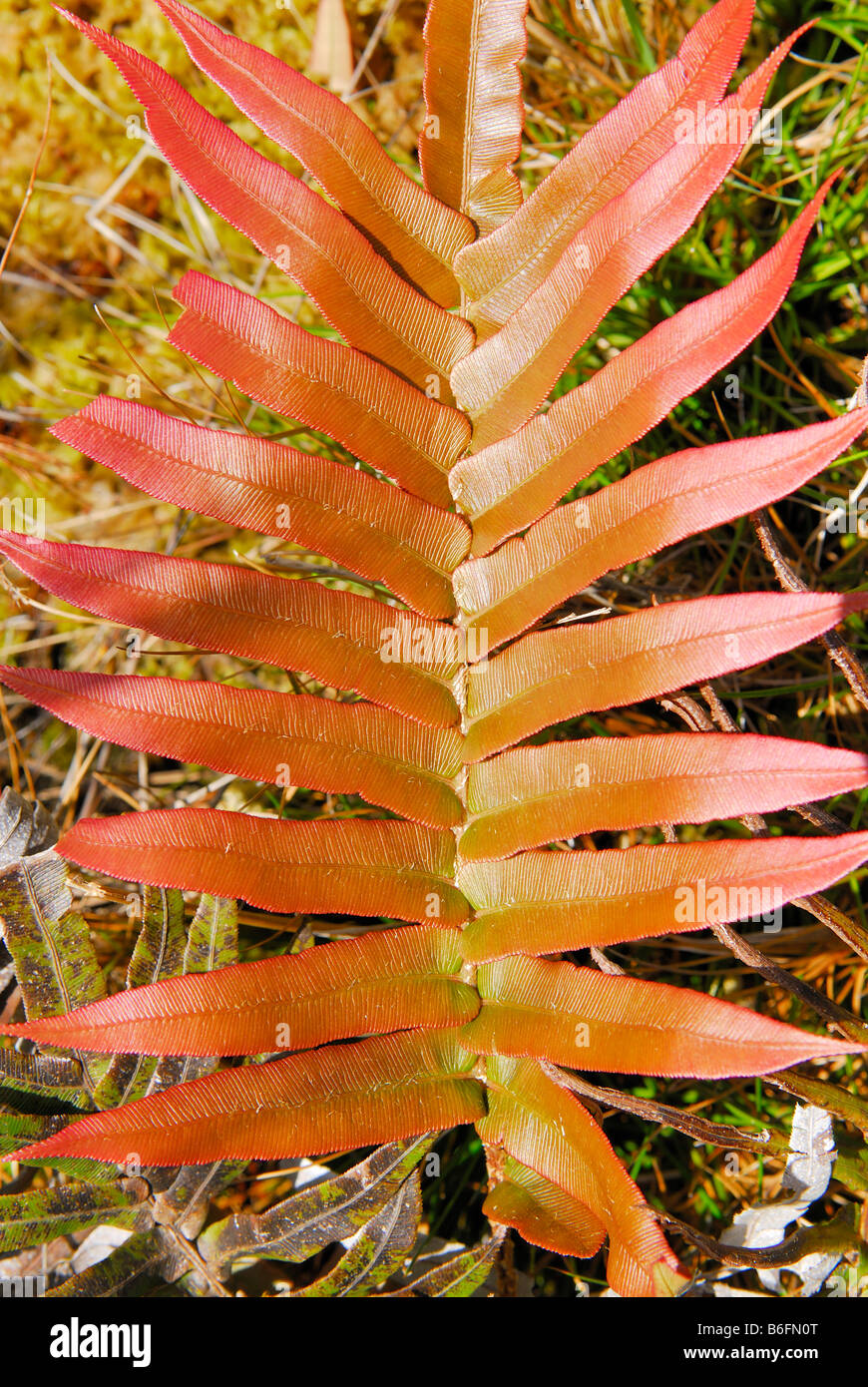 Tasmanian Fern (Doodia aspera), detail, West Tasmania, Australia Stock