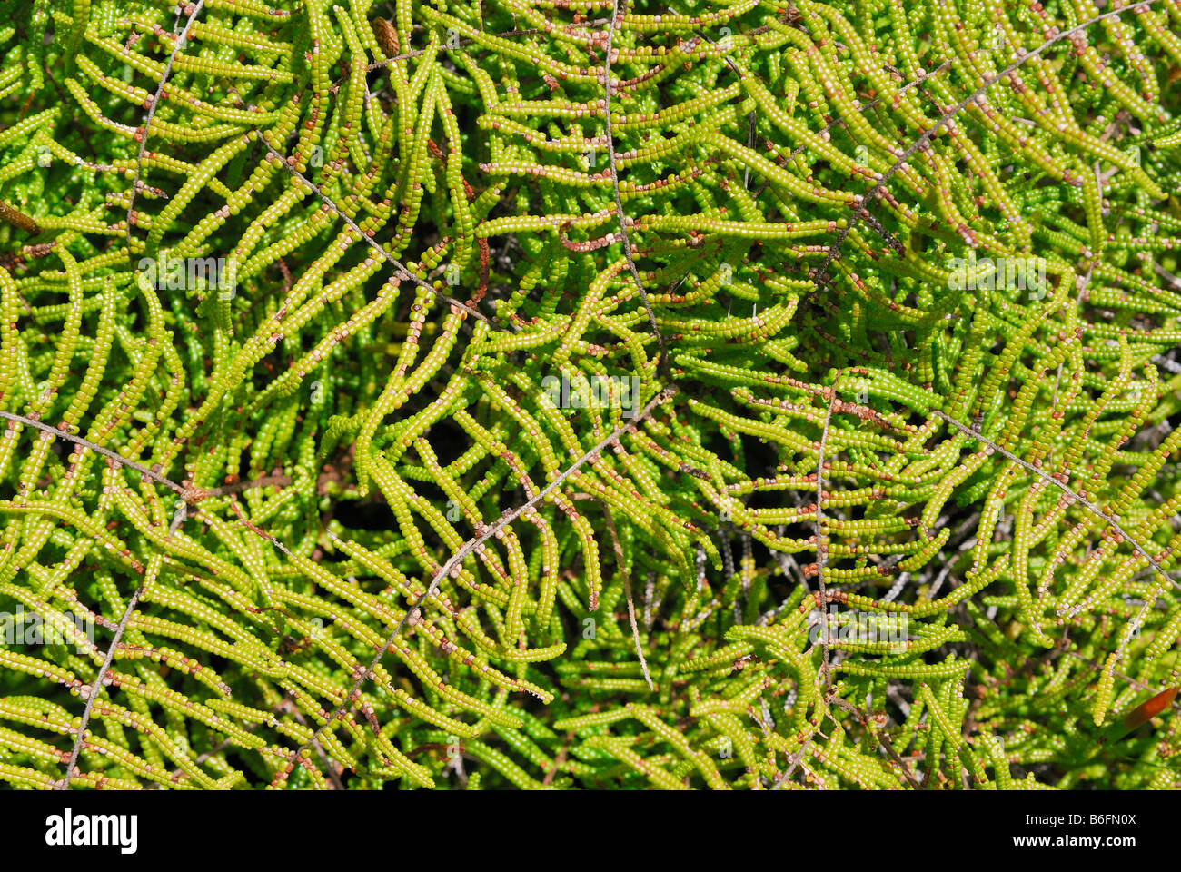 Tasmanian Fern (Doodia aspera), West Tasmania, Australia Stock Photo
