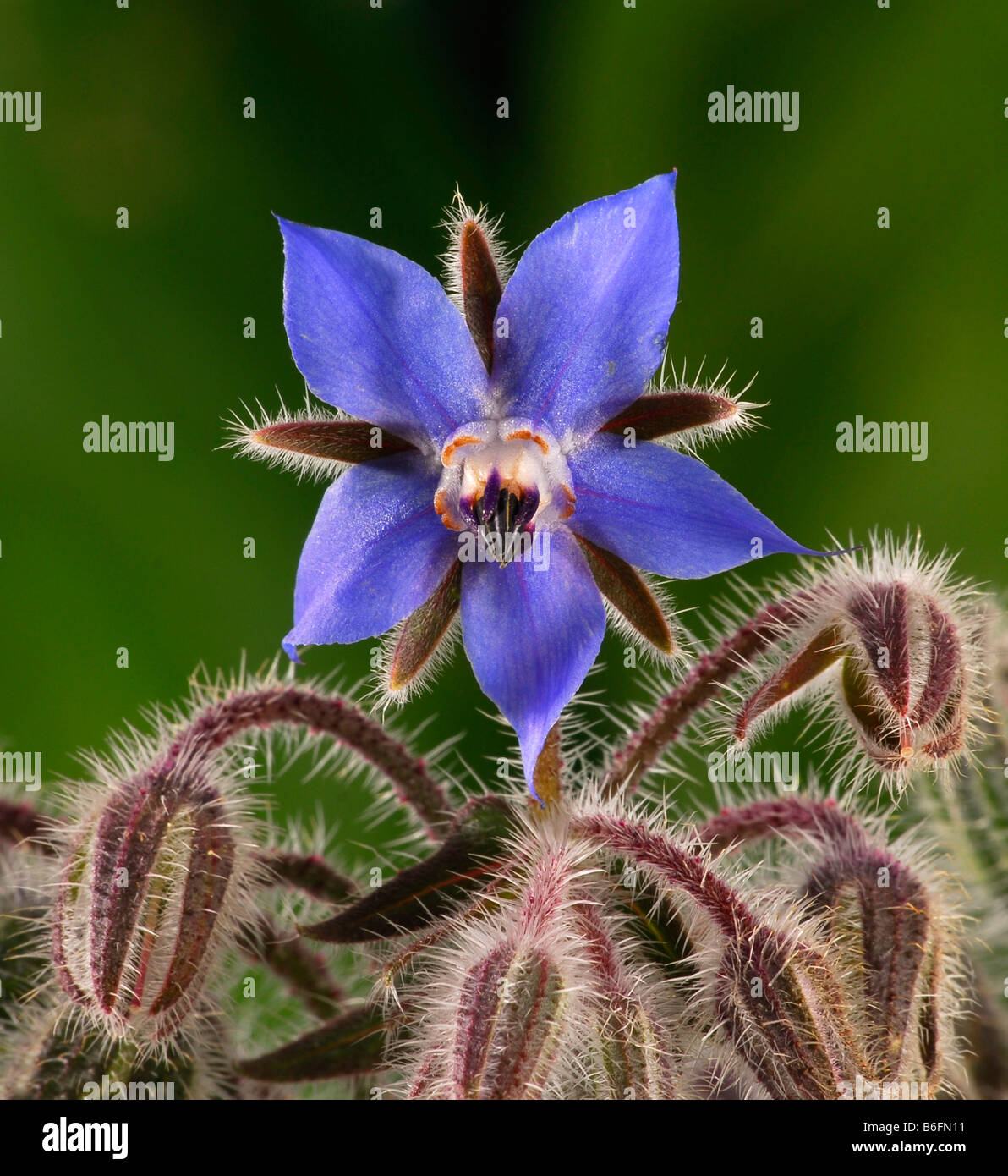 Borage or Starflower (Borago officinalis L.), flower, Switzerland, Europe  Stock Photo - Alamy