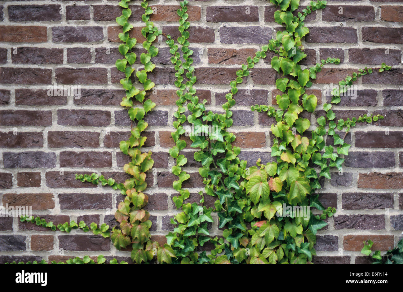 Common Ivy (Hedera helix) and Japanese Ivy (Parthenocissus tricuspidata) growing on a brick wall Stock Photo