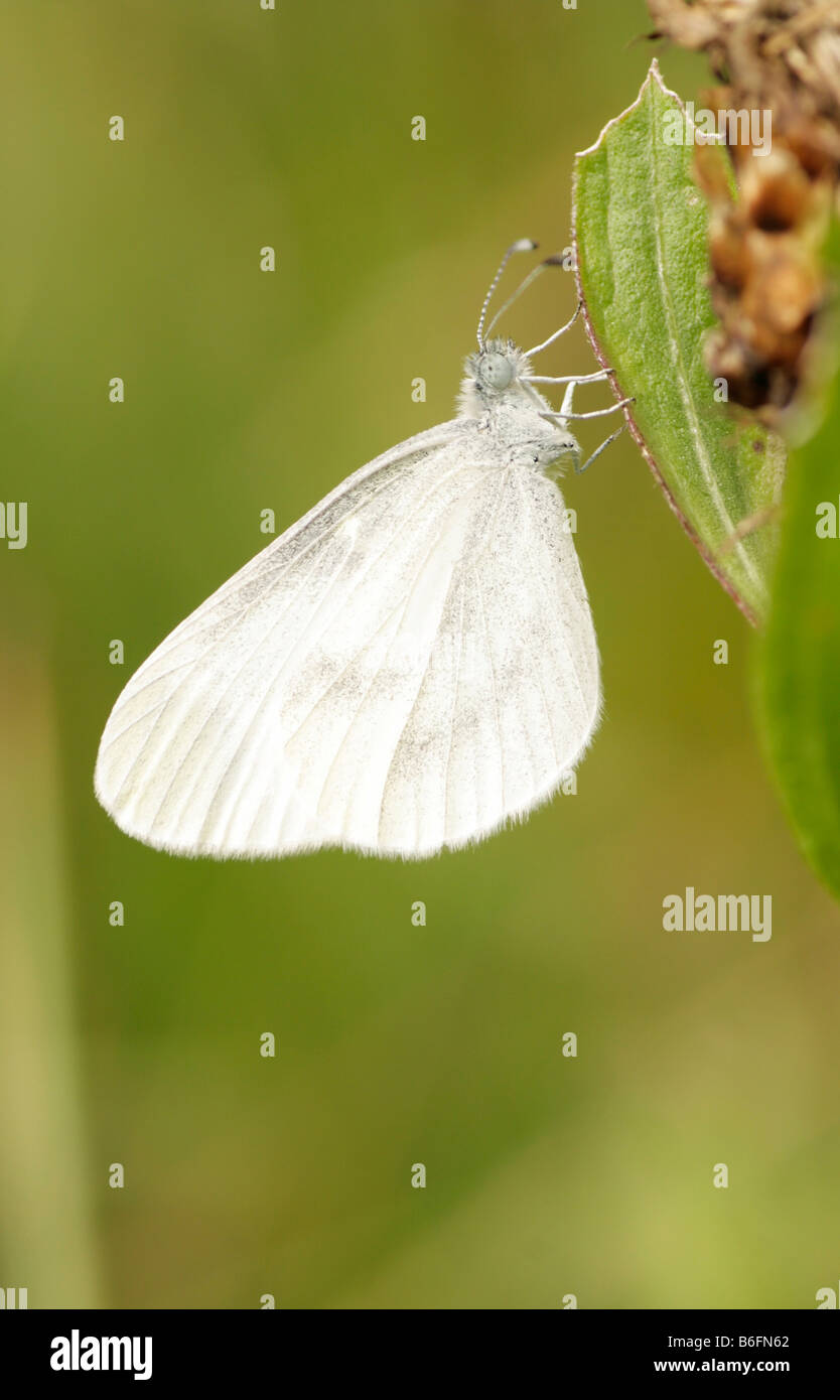 Wood White (Leptidea sinapis or reali), butterfly Stock Photo