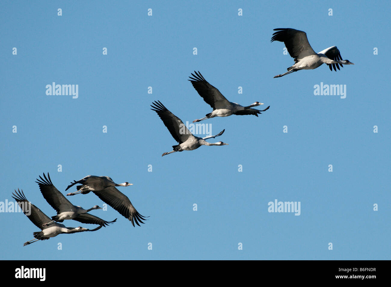 Common Cranes (Grus grus) in flight in the morning sun Stock Photo