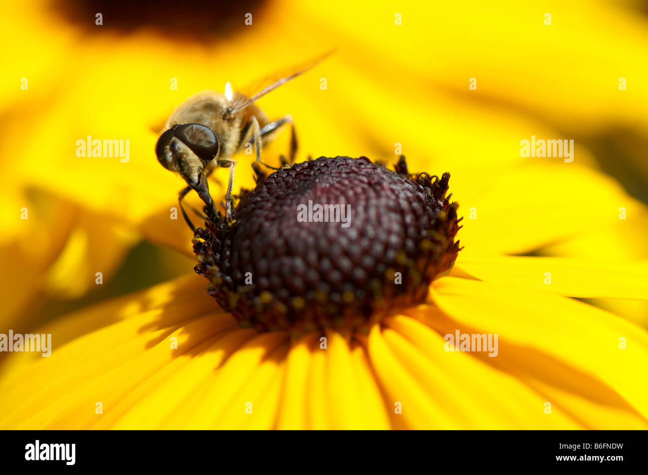 Yellow Coneflower (Echinacea) and European Honey Bee (Apis mellifera) Stock Photo