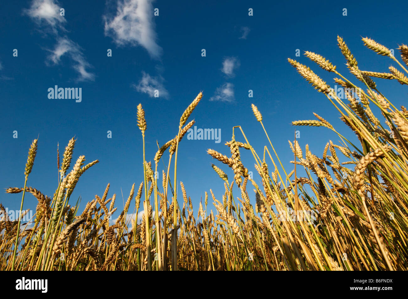 Wheat field under a blue sky Stock Photo