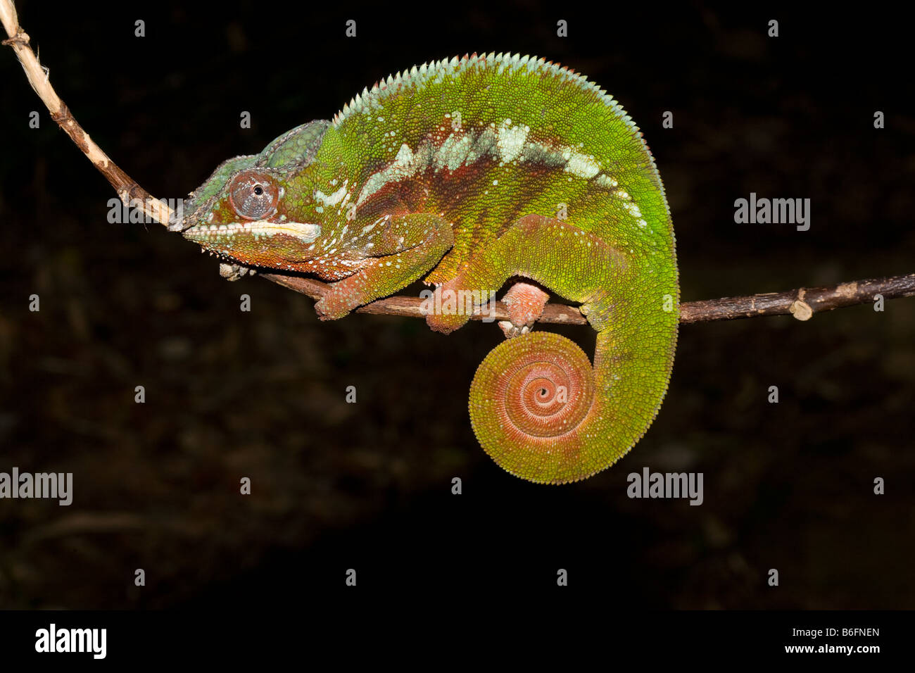 Panther Chameleon Madagascar. Wild - releases not required. Stock Photo