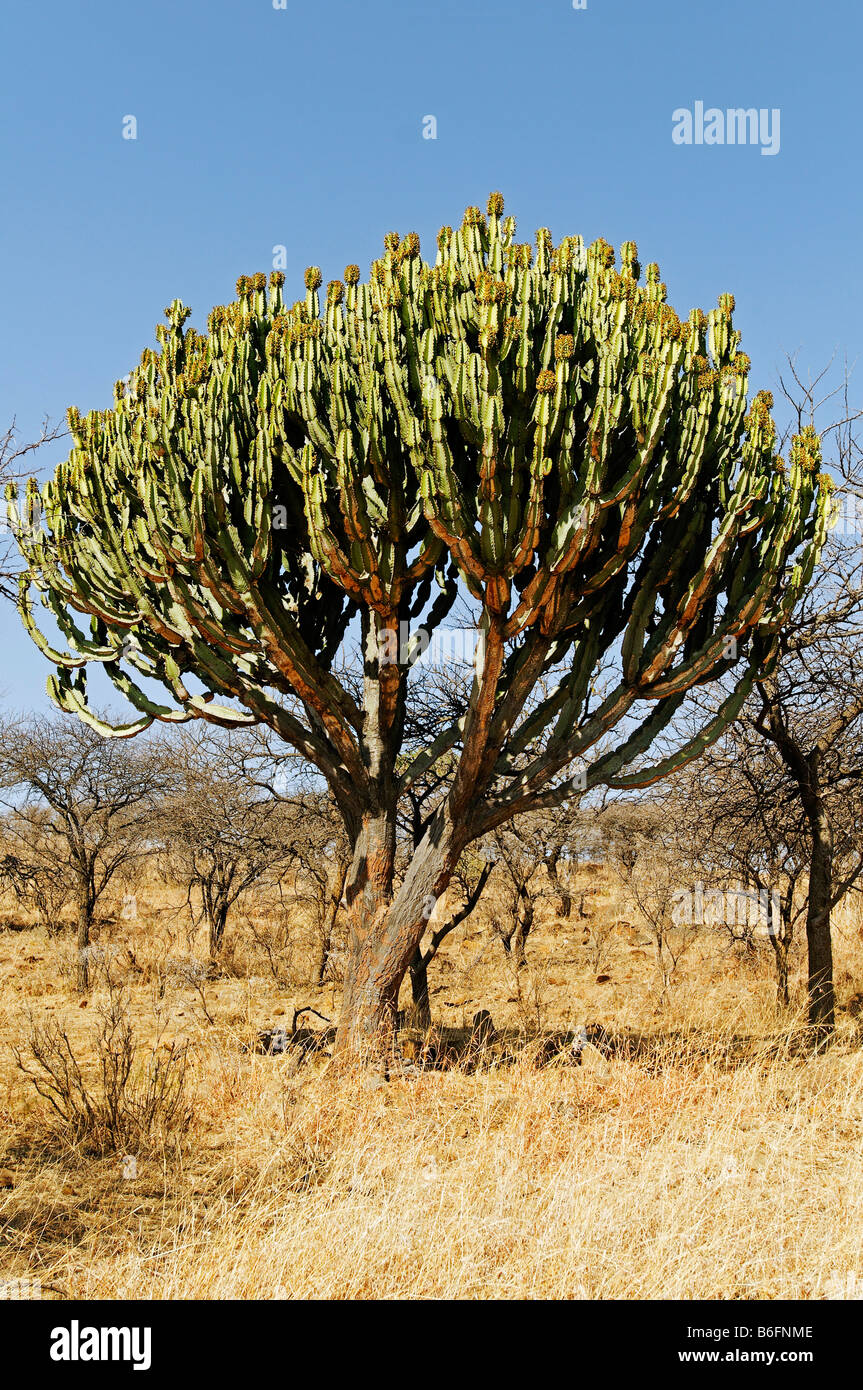 Euphorbie (Euphorbia) in the Weenen Nature Reserve, Kwazulu-Natal, South Africa Stock Photo