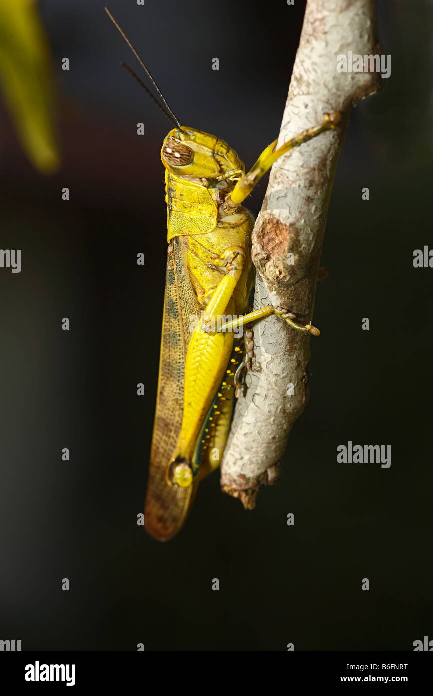 Grasshopper (Acrididae), Putussibau, West Kalimantan/ Kalimantan Bar, Borneo, Indonesia Stock Photo