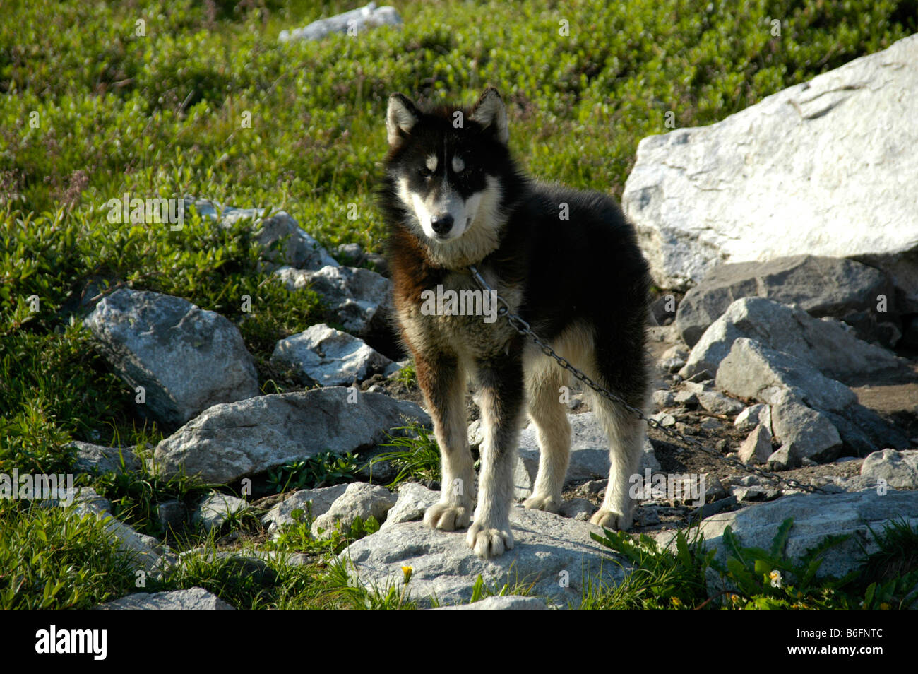Sled dog chained to a rock on a green meadow, Tiniteqilaaq, East Greenland, Arctic Stock Photo