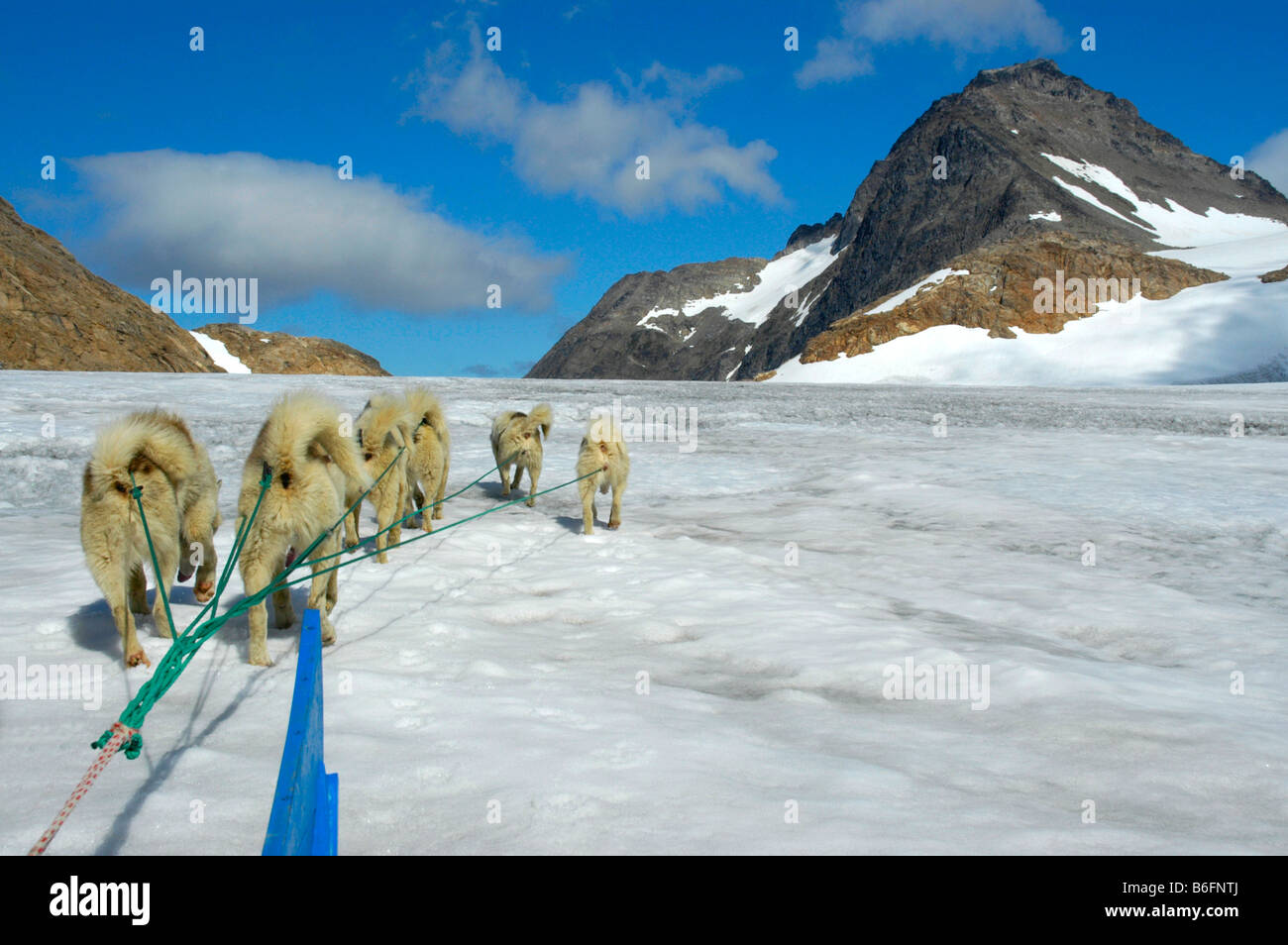 Sled dogs, Huskies in their harnesses, Apusiak Glacier, East Greenland, Arctic Stock Photo