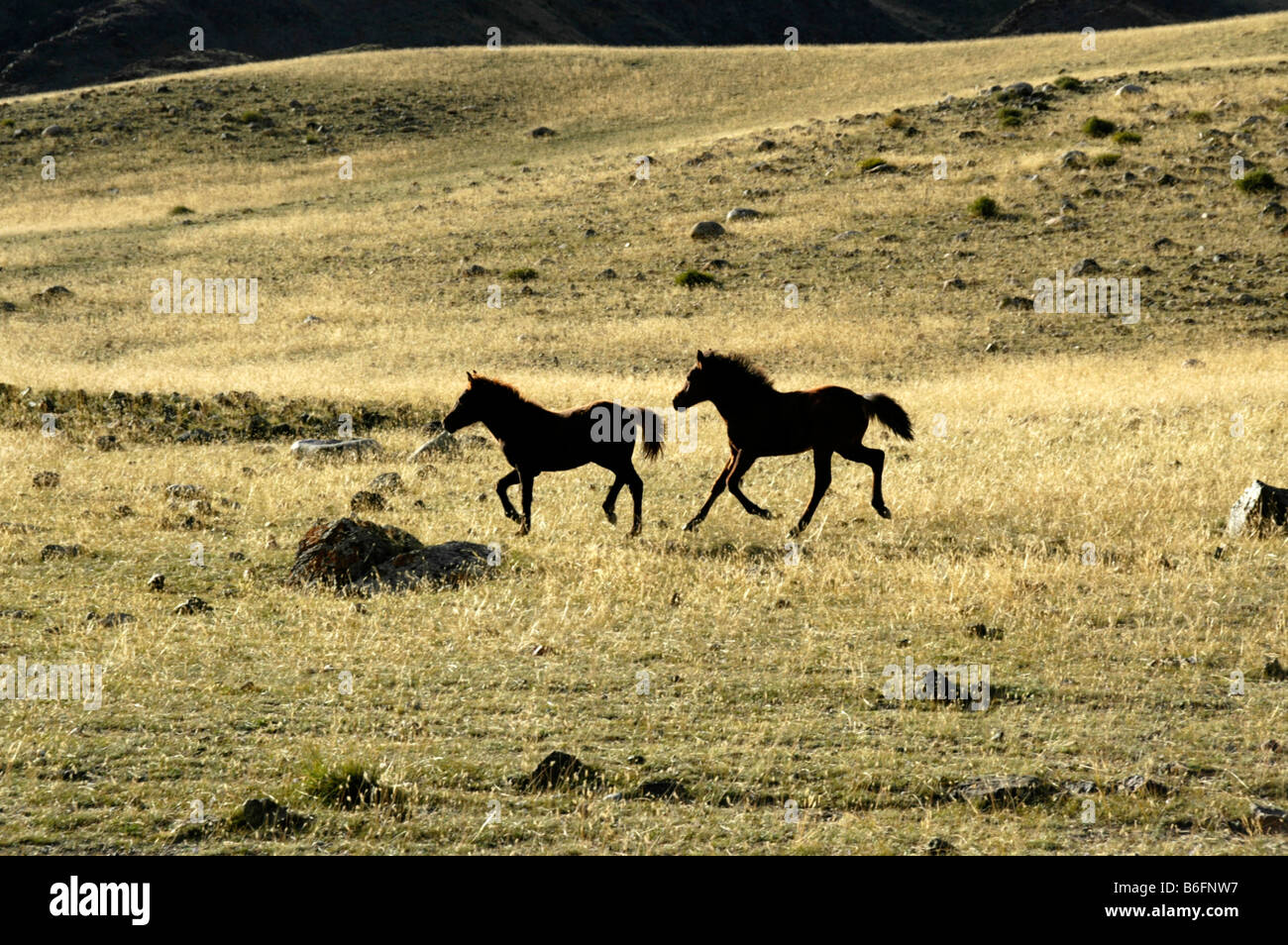 Two young horses running in the steppe in the play of light and shadow, Karkhiraa, Mongolian Altai Mountains near Ulaangom, Uvs Stock Photo