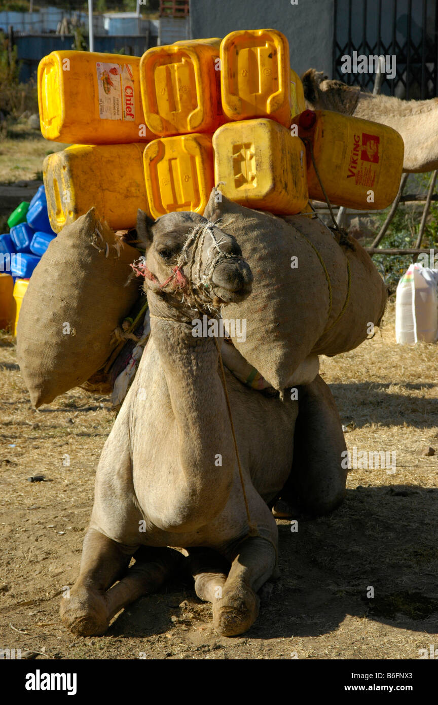 Camel loaded with yellow plastic canisters, near Aksum, Ethiopia, Africa Stock Photo