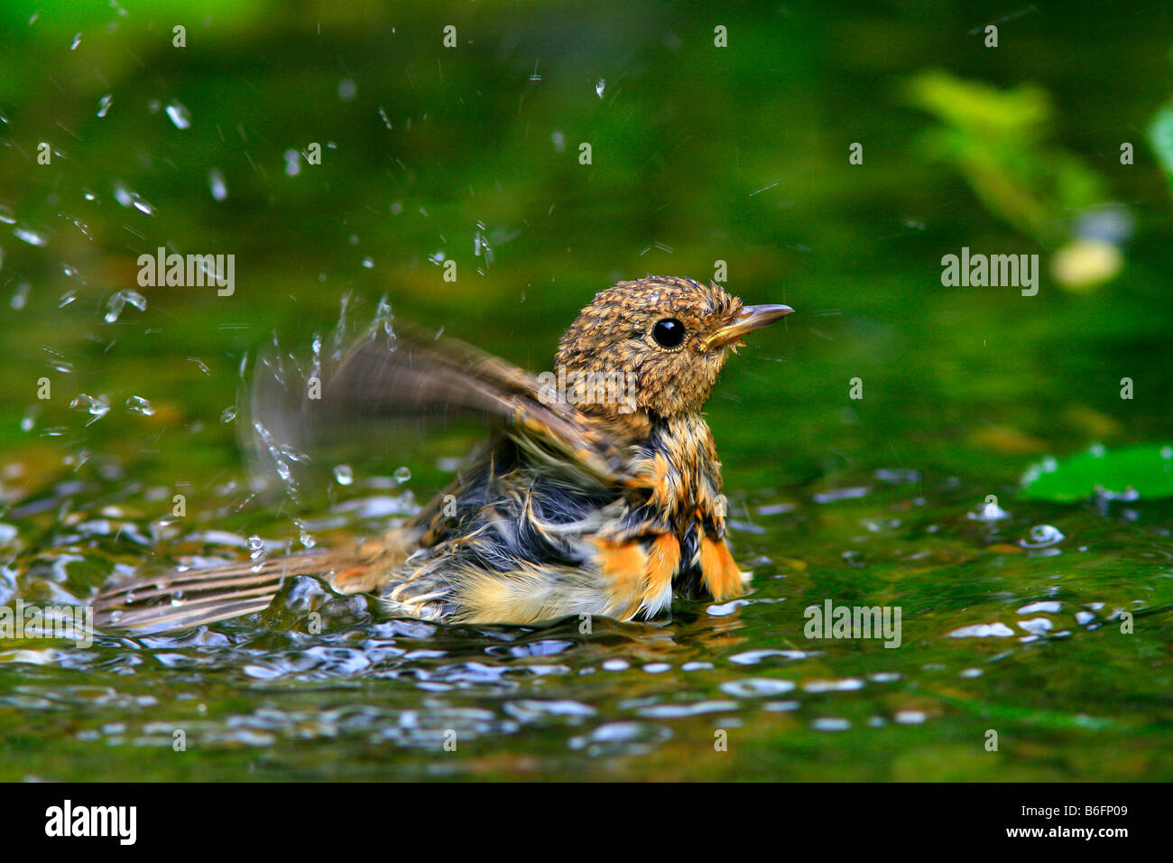 Young European Robin (Erithacus rubecula) bathing in a stream Stock Photo