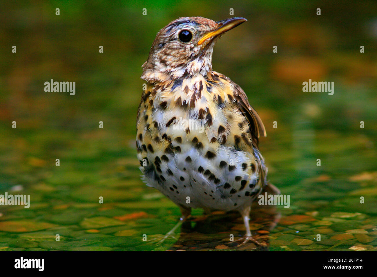 Song Thrush (Turdus philomelos) bathing in a stream Stock Photo