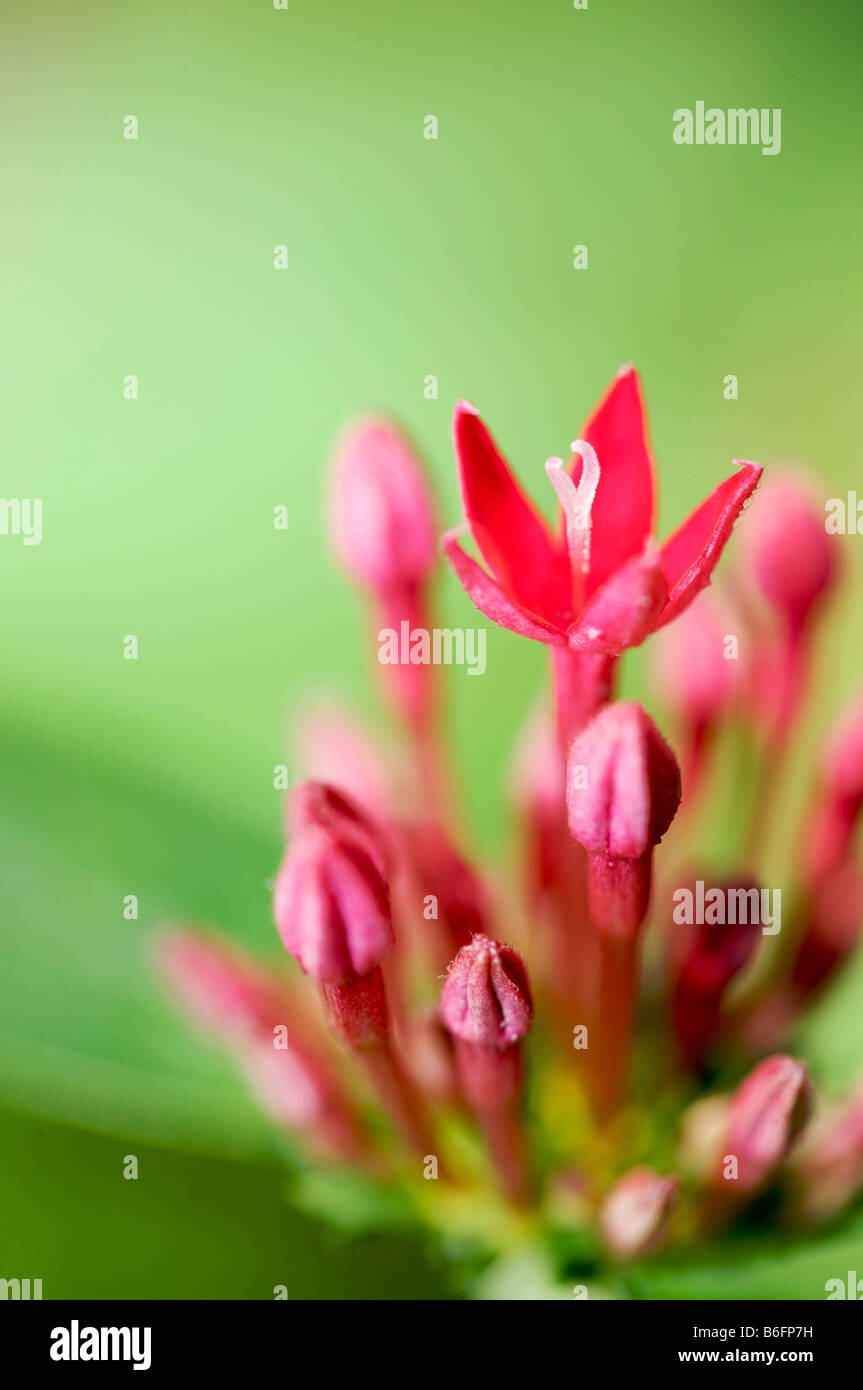 Egyptian Star (Pentas lanceolata), red blossom, close-up Stock Photo