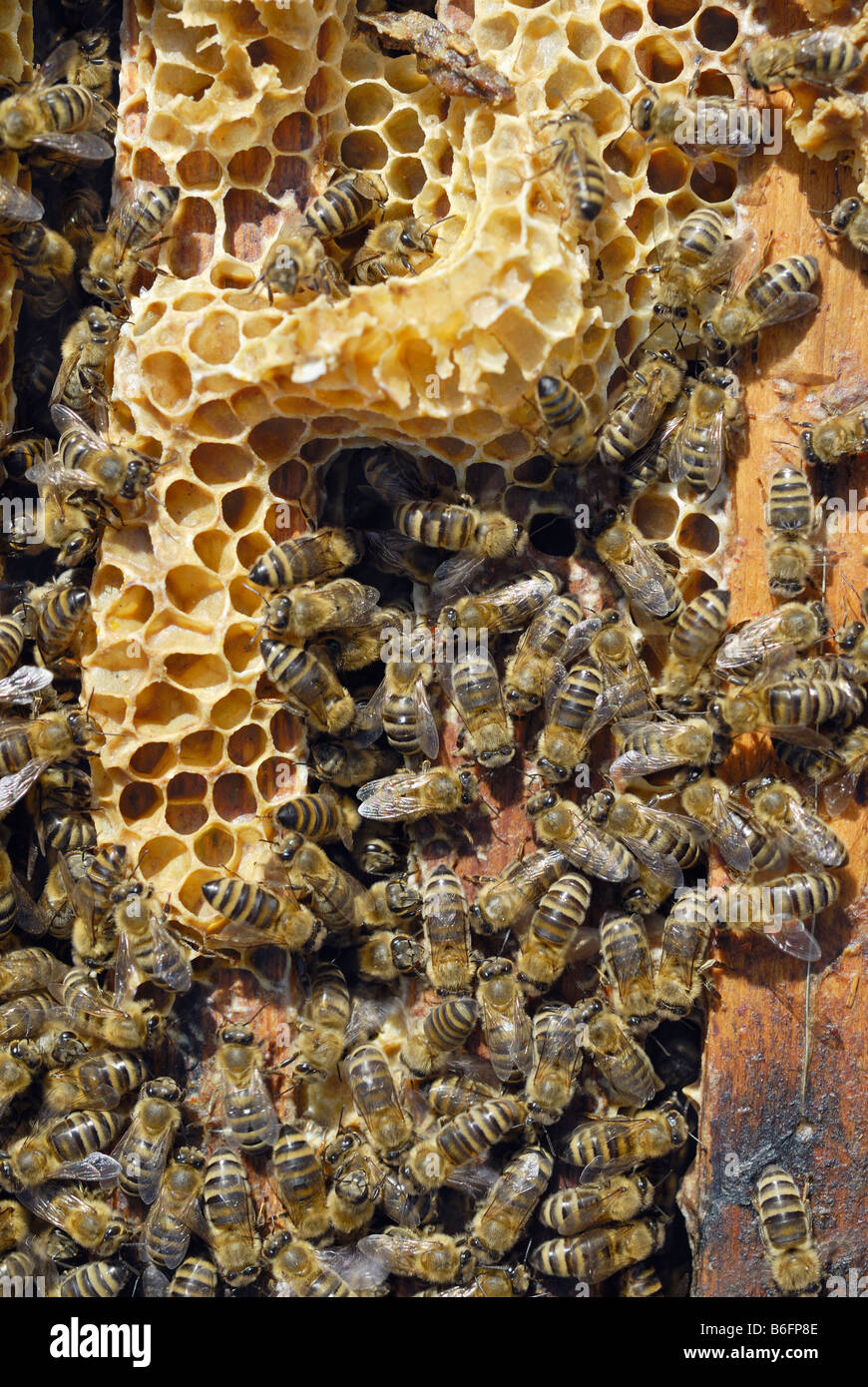 Honey bees (Apis melifera ssp. carnica) and wax honeycomb coming out from the beeway between the frames of an opened beehive Stock Photo