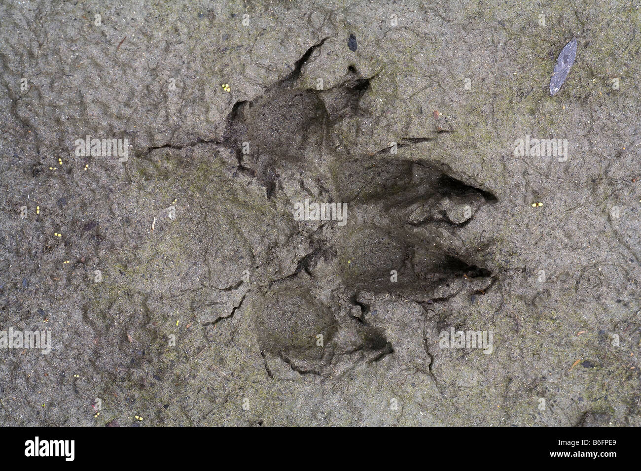 Foot print of a Canadian Wolf (Canis lupus canadensis), mud, Big Salmon River, Yukon Territory, Canada, North America Stock Photo
