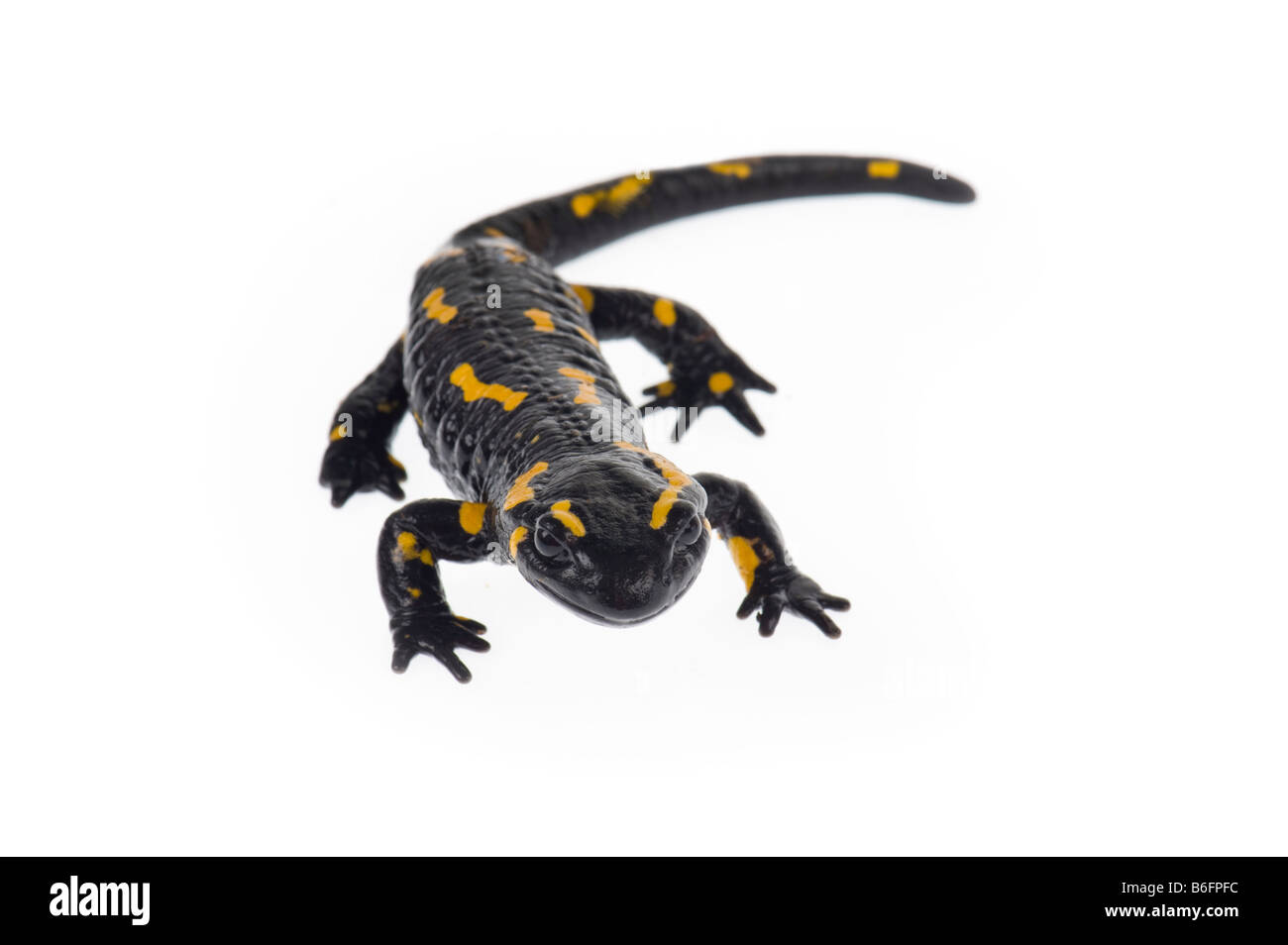 firesalamander fire salamander stand standing up portrait Salamandra