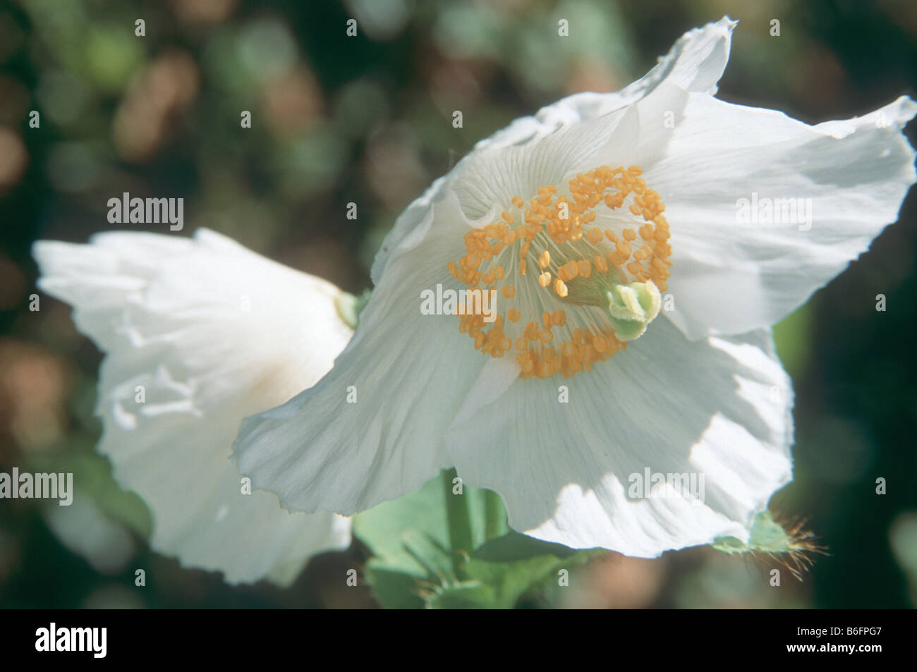 Meconopsis betonicifolia f. alba in bloom in spring garden. Stock Photo