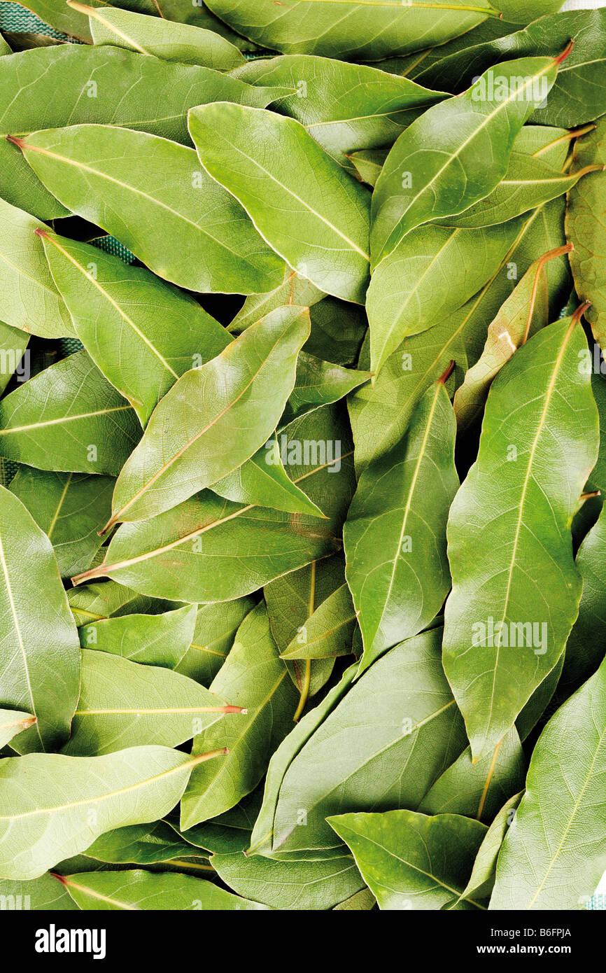 Bay Laurel leaves (Laurus nobilis) Stock Photo