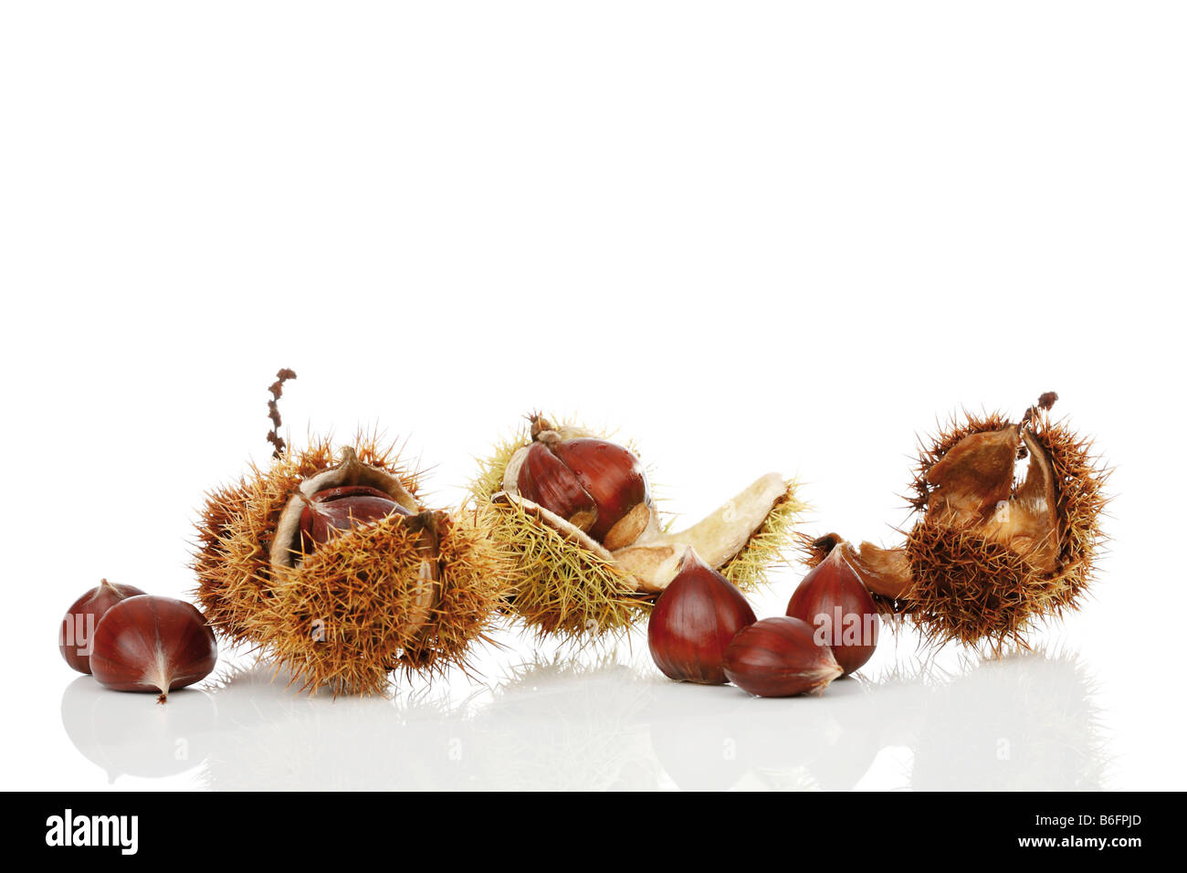 Chestnuts (Castanea) Stock Photo