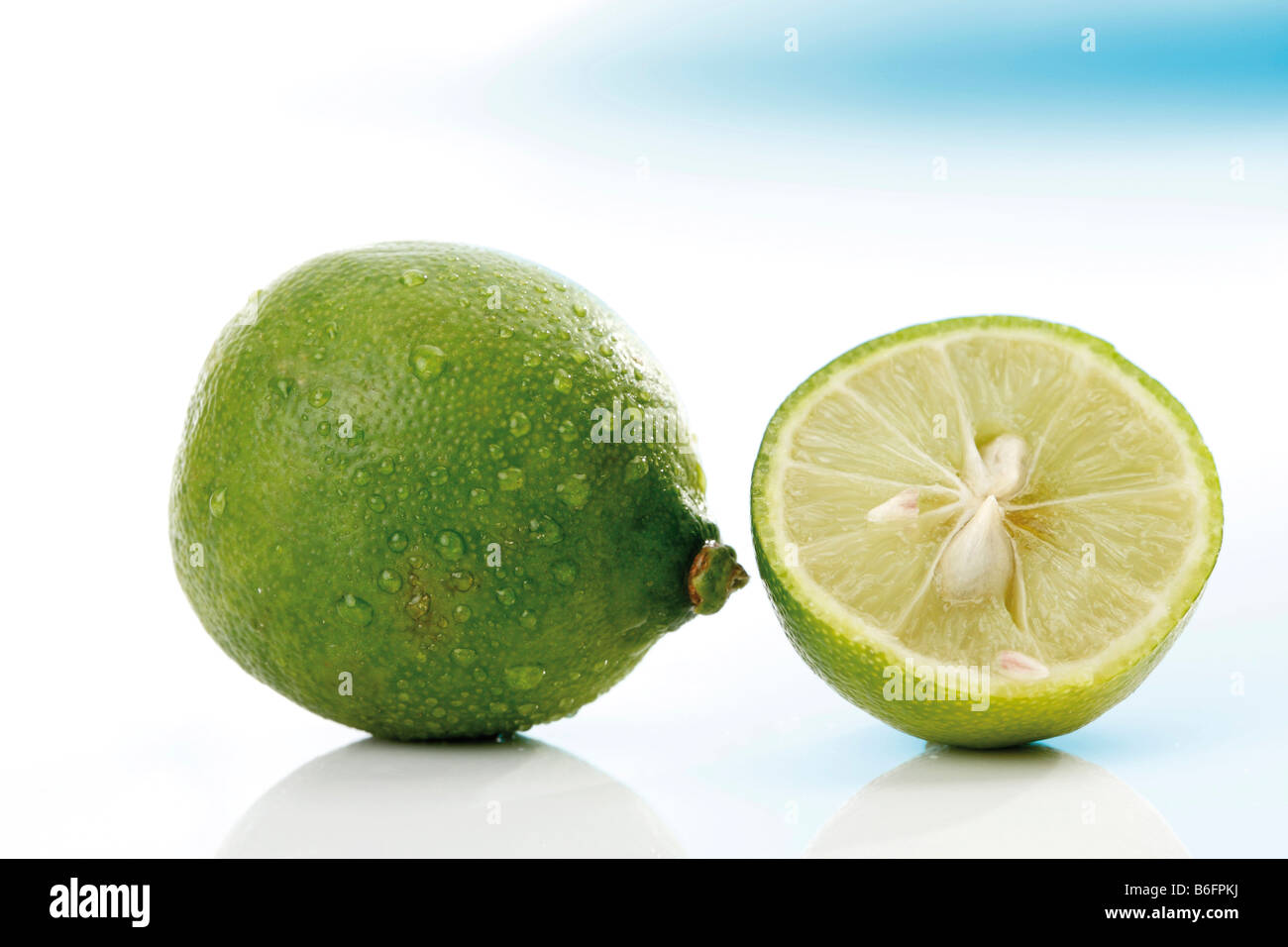 Limequat (Citrus x floridana) Stock Photo