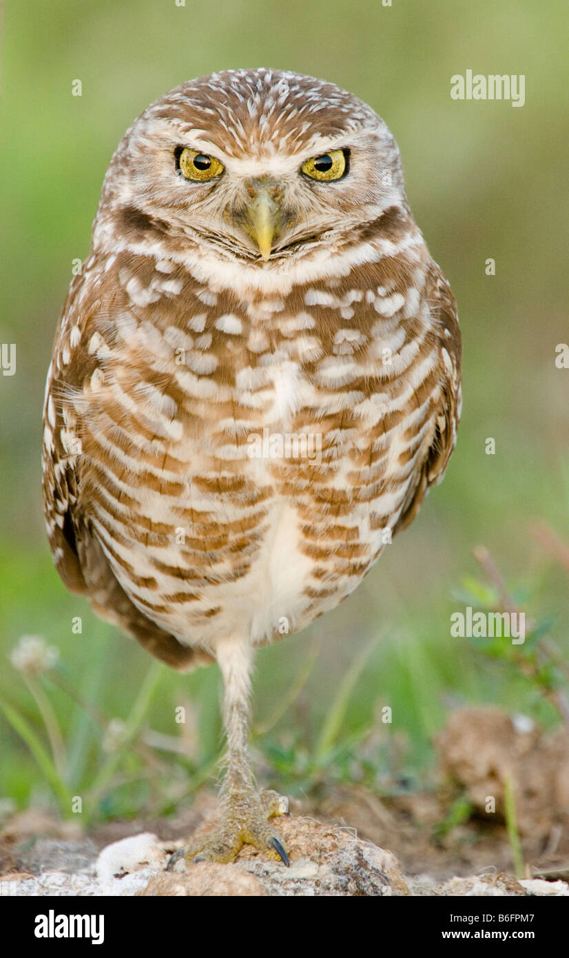 A Burrowing Owl stands on one leg near the entrance to his underground