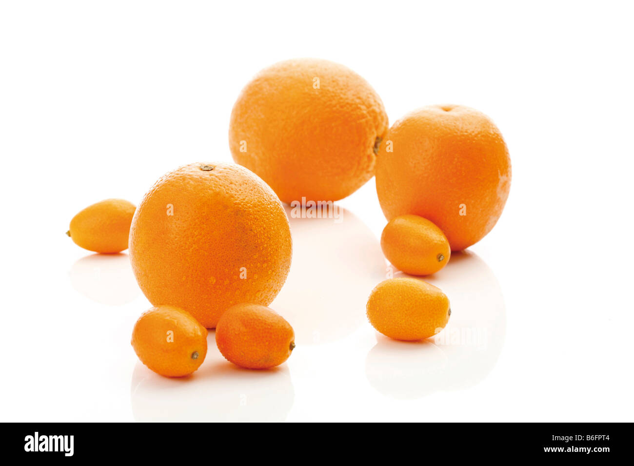 Oranges and cumquats, citrus fruits Stock Photo