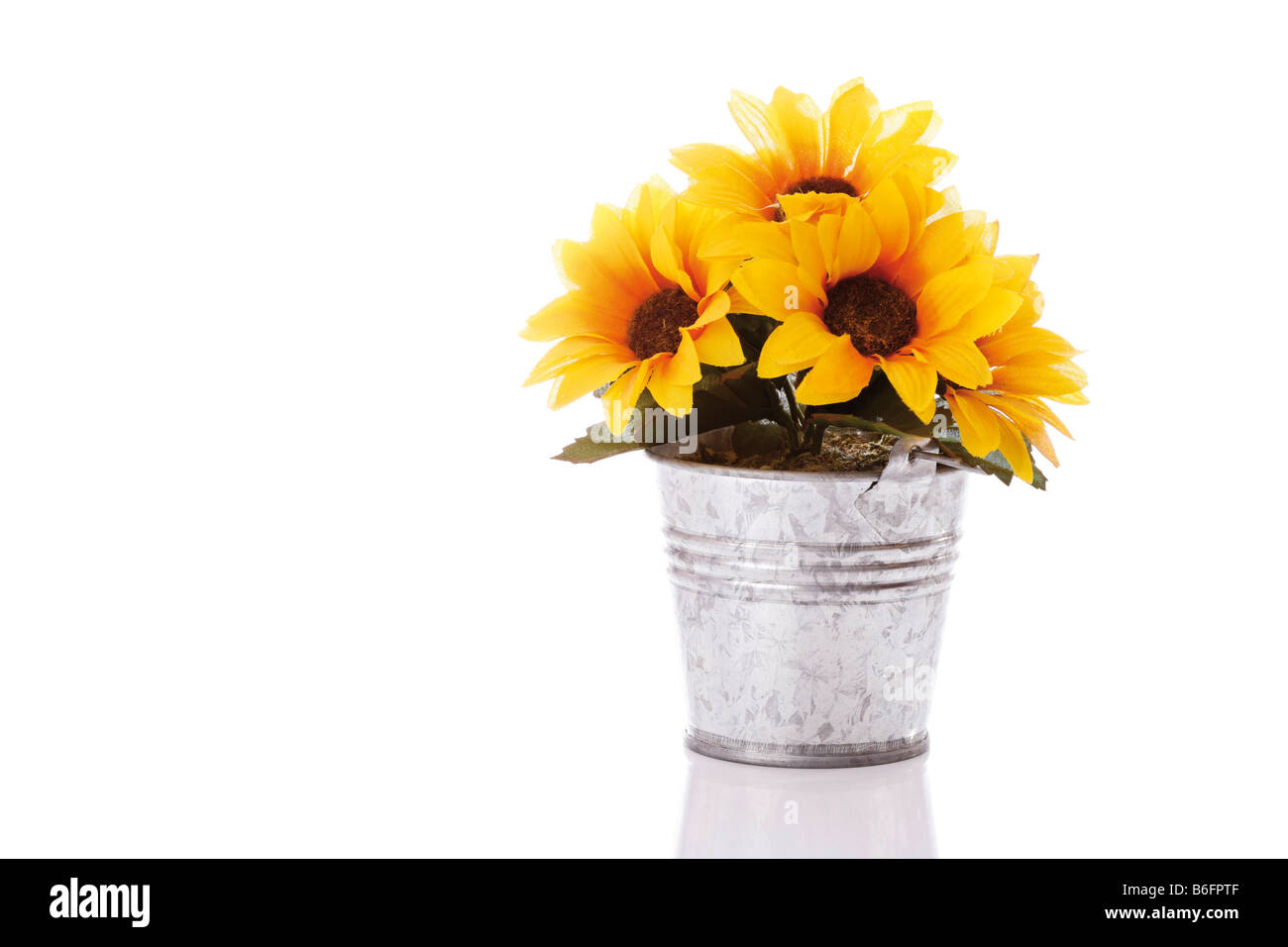 Sun flower in a nickel-zinc pot Stock Photo