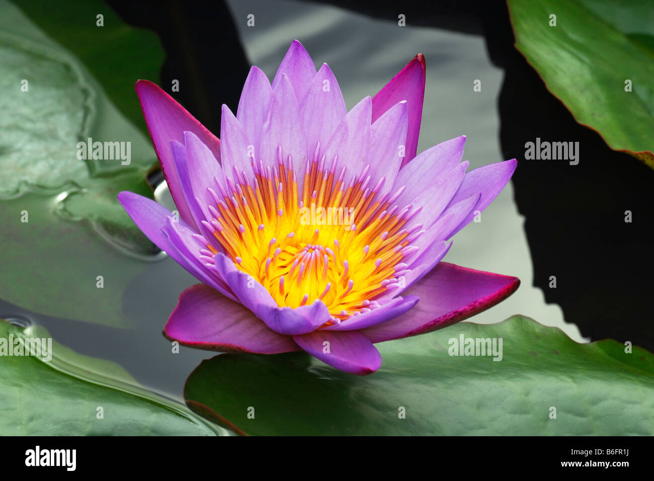 Flowering Blue Water Lily (Nymphaea stellata), blossom Stock Photo