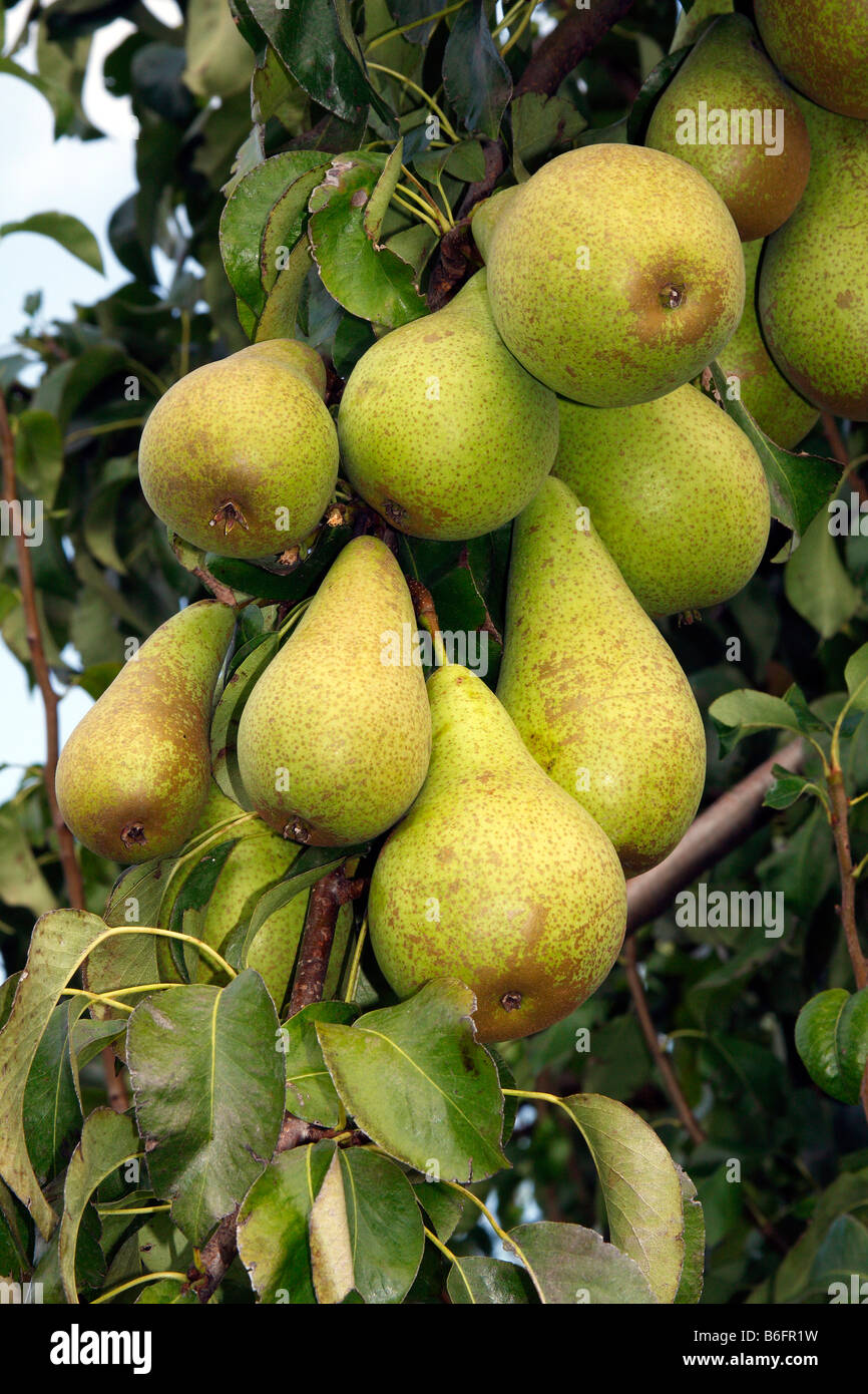 Pears on a pear tree (Pyrus communis cultivar), Altes Land fruit growing area, Lower Saxony, Germany, Europe Stock Photo