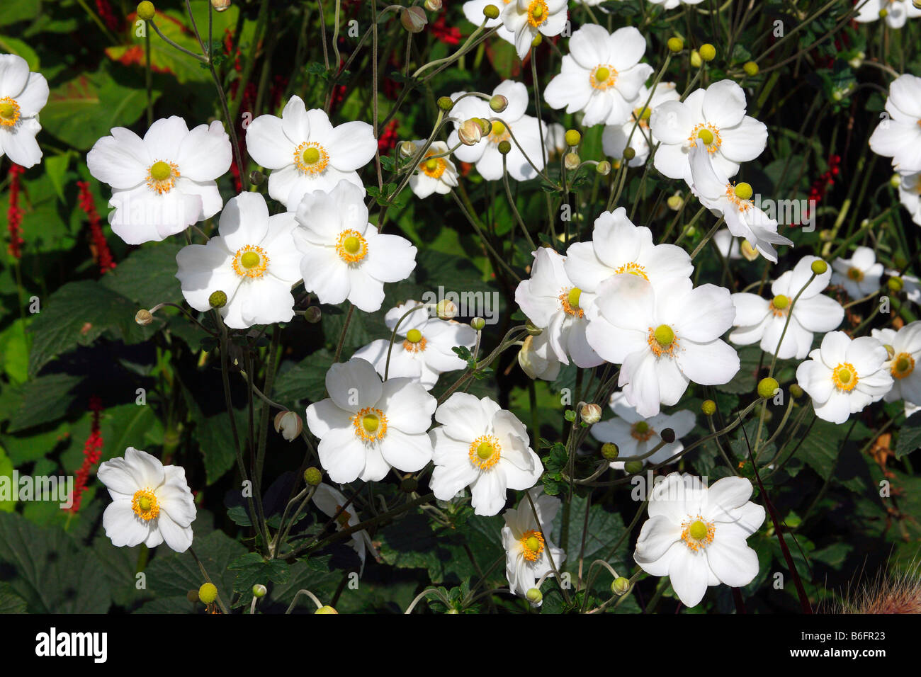 Flowering Japanese Thimbleweed or Anemone cultivar Honorine Jobert