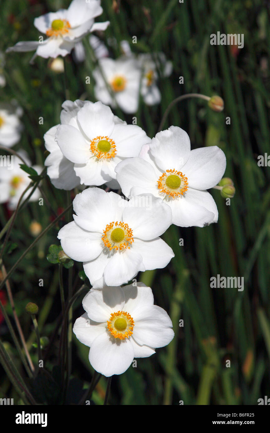 Japanese thimbleweed hires stock photography and images Alamy