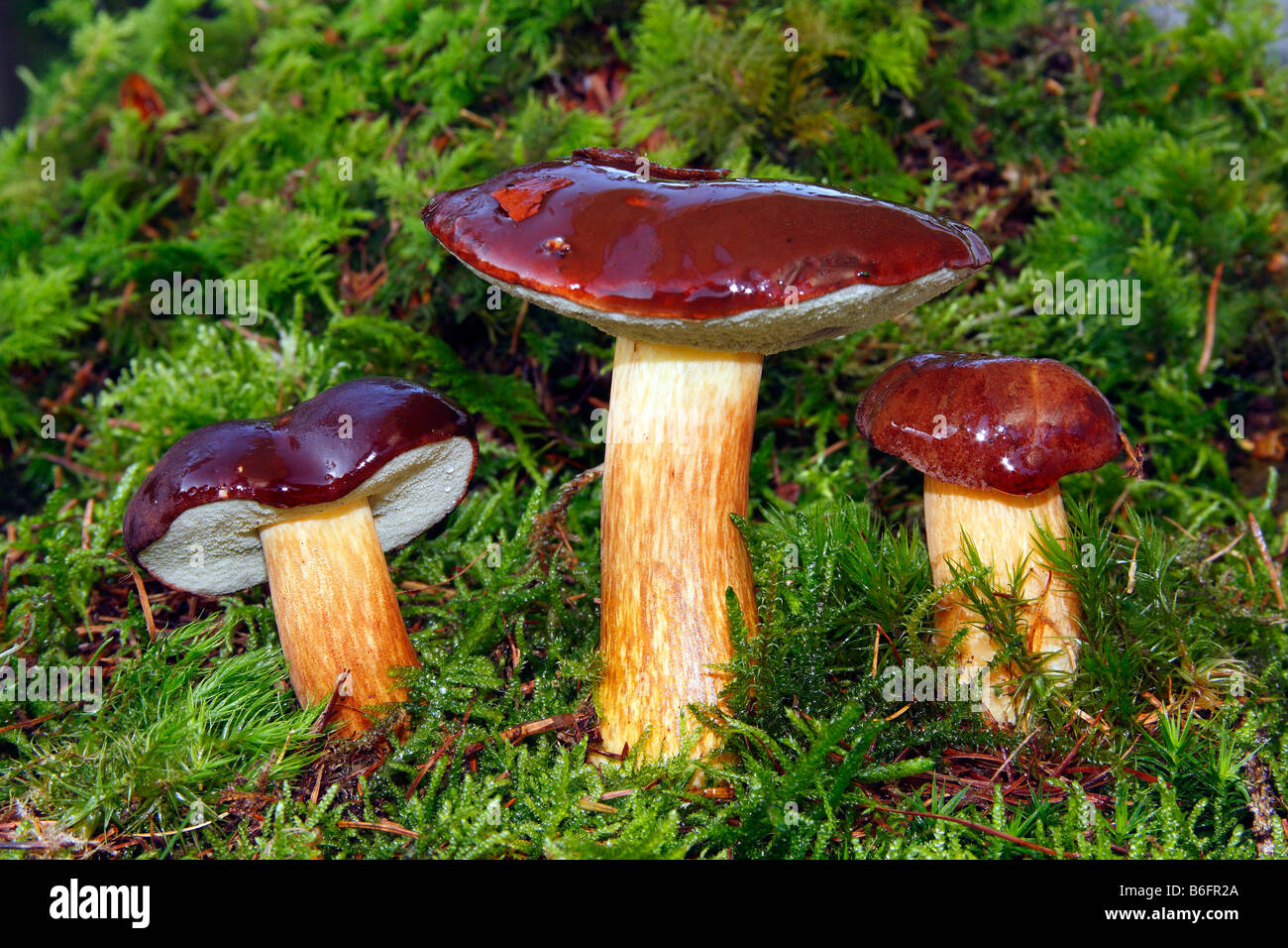 Bay Bolete Mushroom (Boletus badius) formerly (Xerocomus badius) Stock Photo