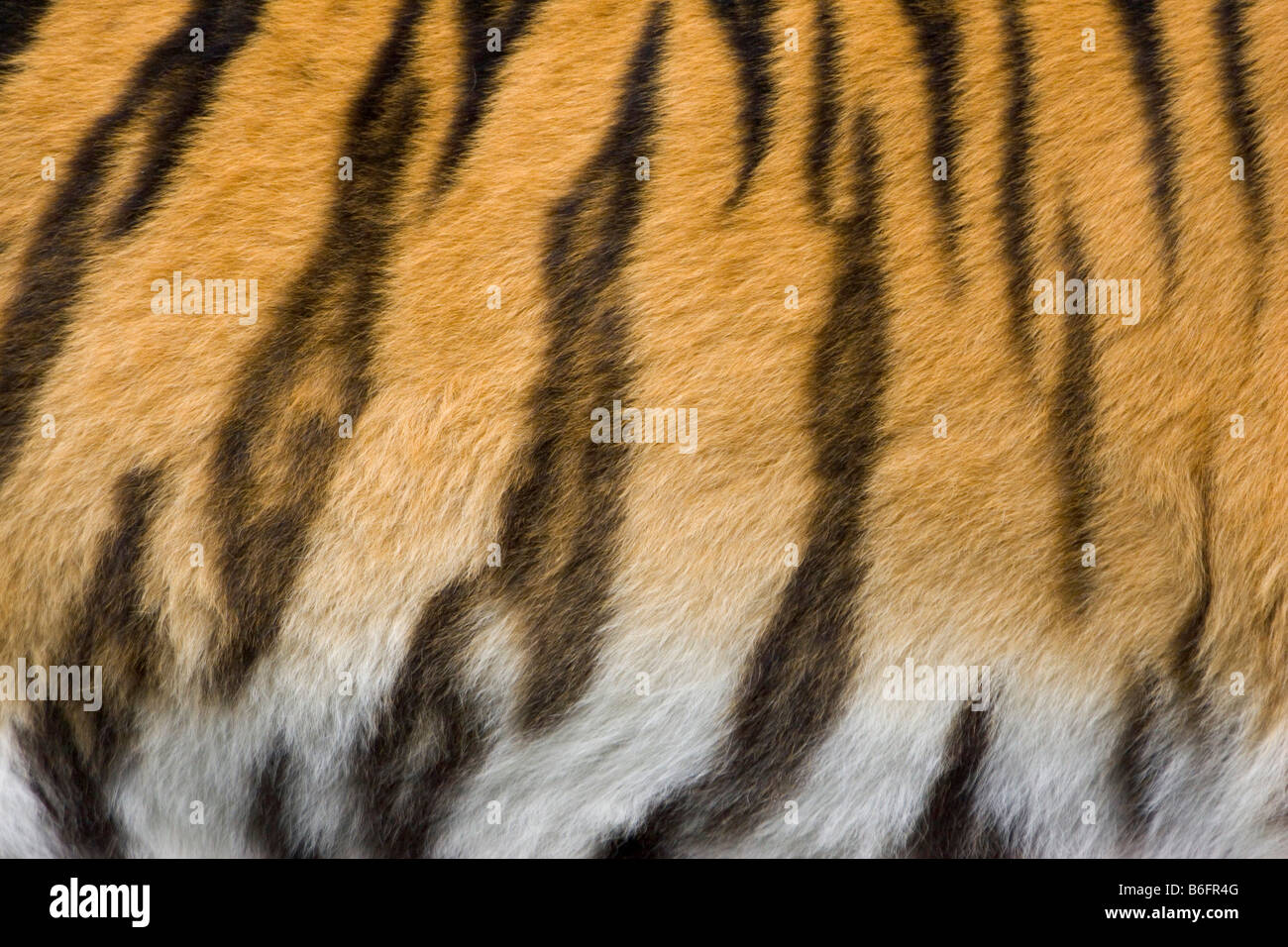 Tiger fur, pattern, Siberian Tiger (Panthera tigris altaica), Siberia, Asia Stock Photo