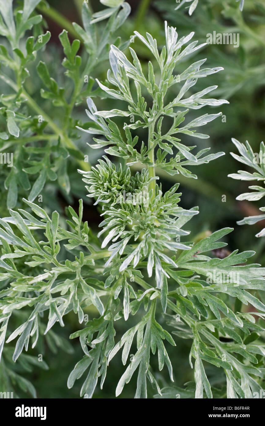 Absinthe Wormwood (Artemisia absinthium) leaves, Germany, Europe Stock Photo