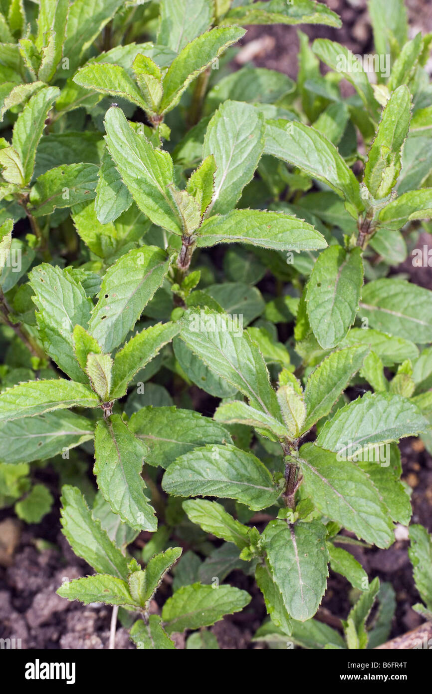 Peppermint (Mentha piperita) in a garden, Germany, Europe Stock Photo